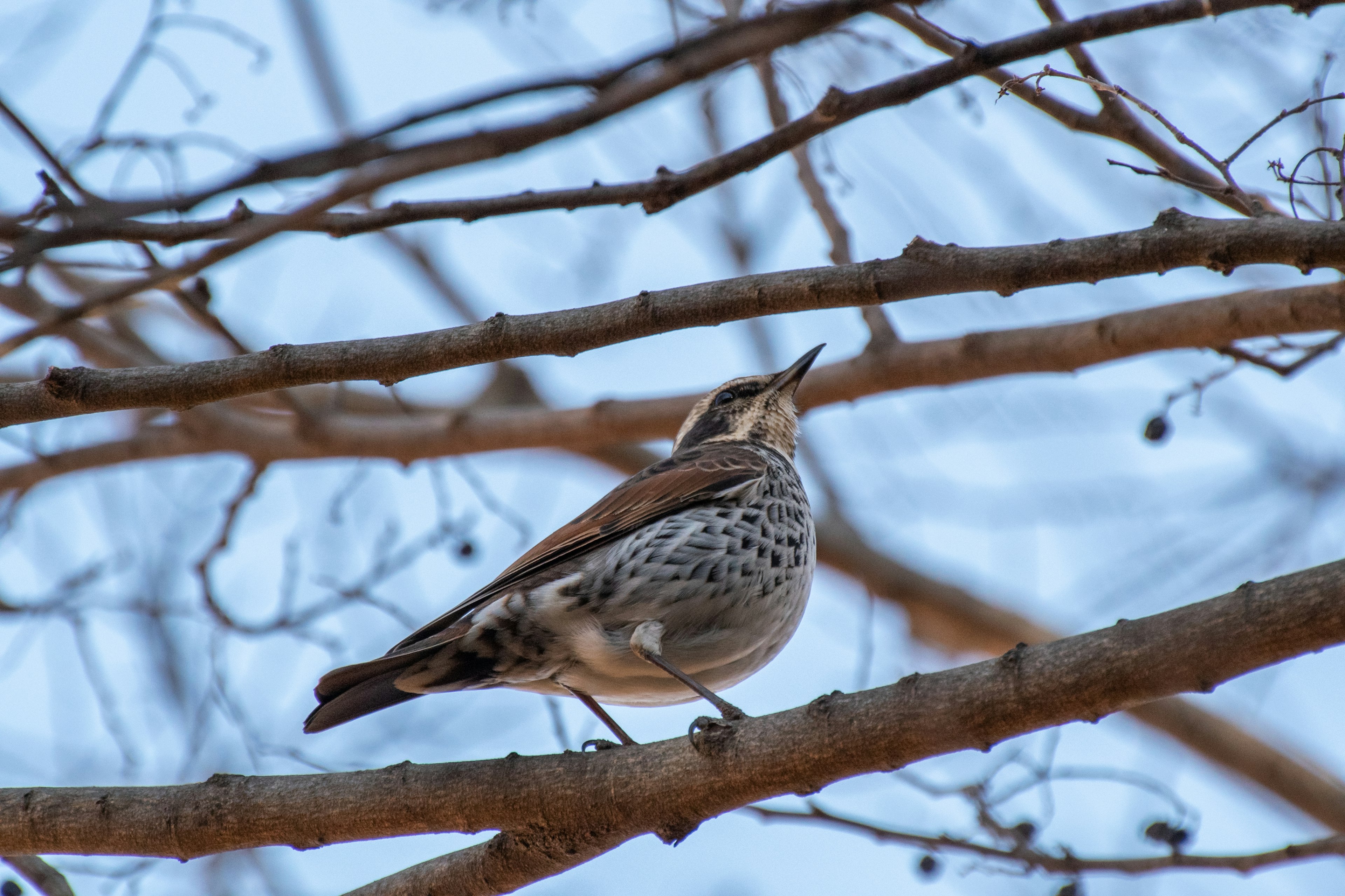 Un pájaro posado en una rama de árbol con un cielo claro de fondo