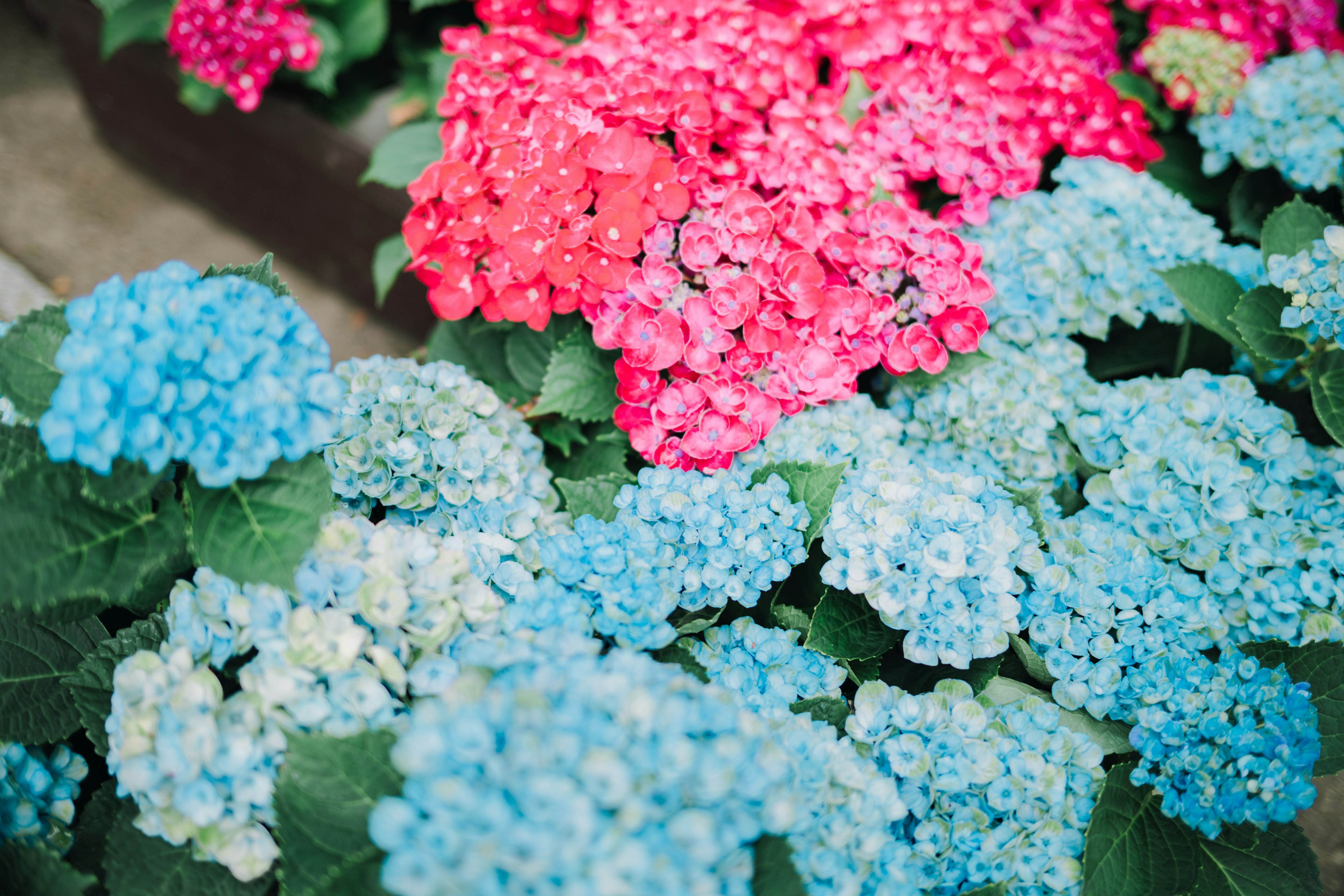 Fiori blu e rosa vibranti in un giardino lussureggiante