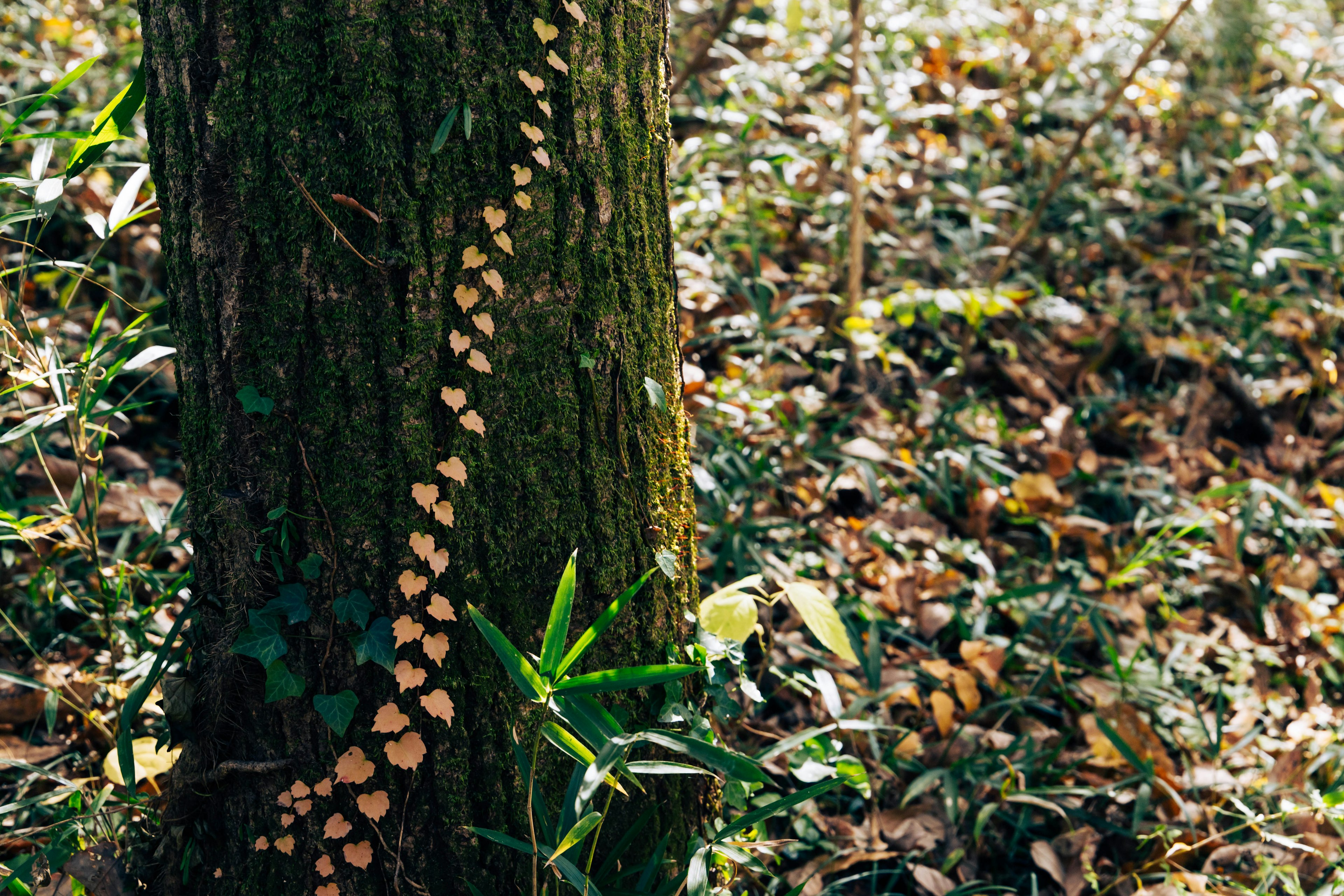 Una escena forestal con un tronco de árbol adornado con formas similares a hojas y vegetación circundante