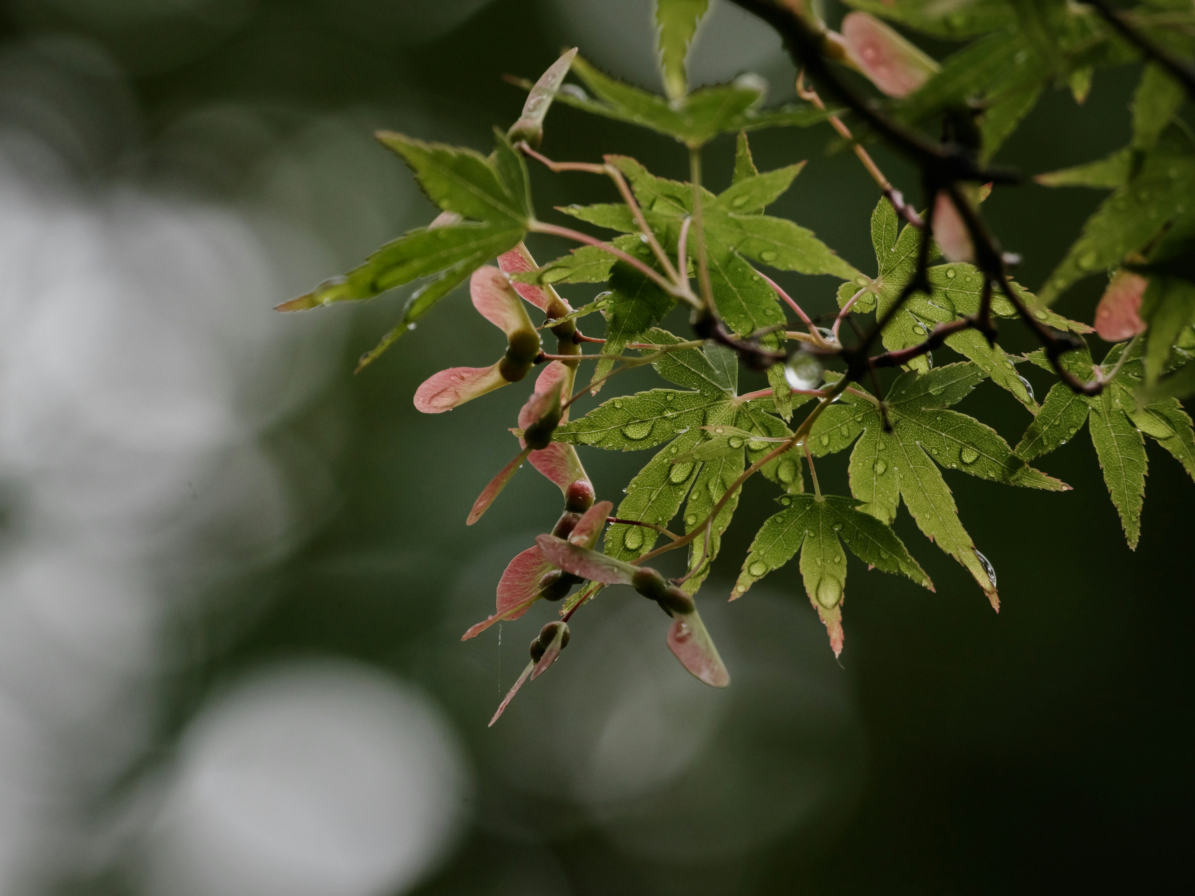 Close-up of a branch with green leaves and red seeds