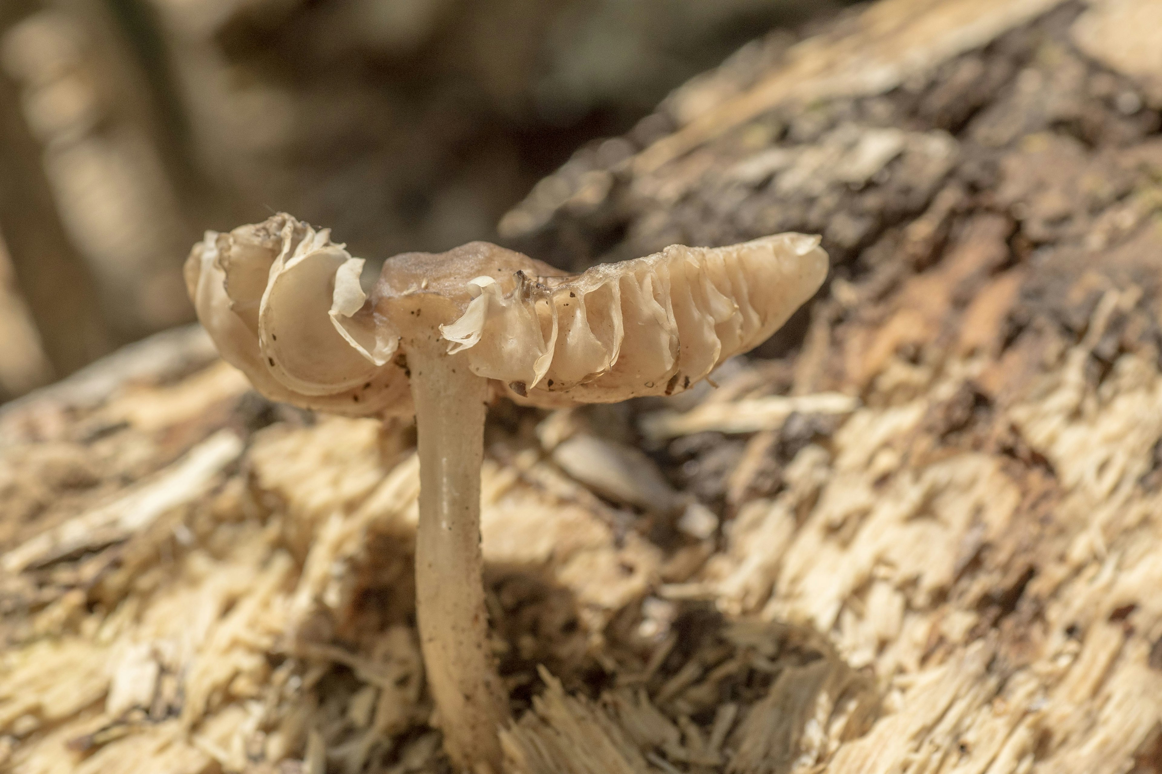 Nahaufnahme eines blassen Pilzes, der auf einem verrotteten Holz wächst