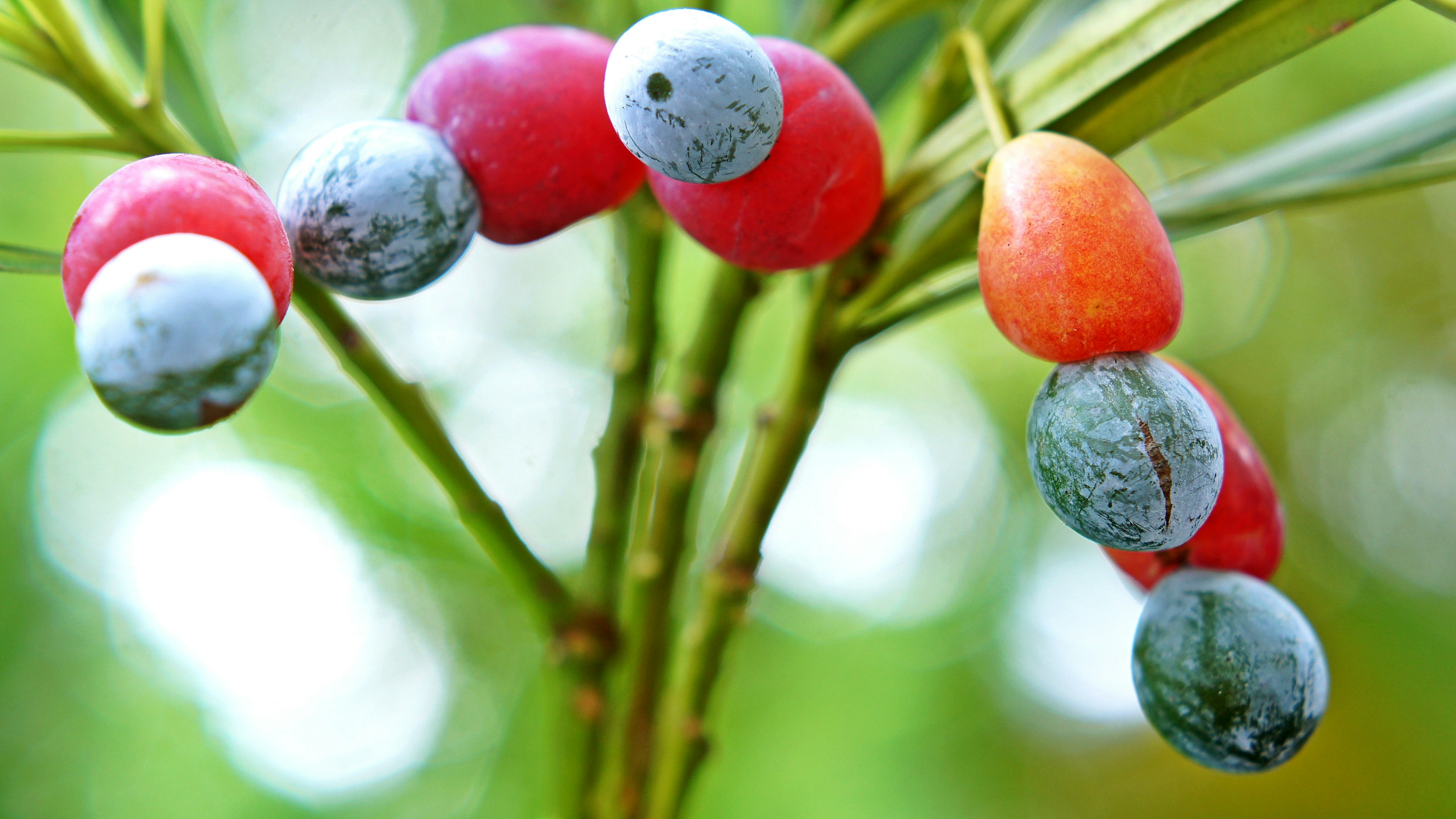 Frutti colorati su un ramo di pianta verde