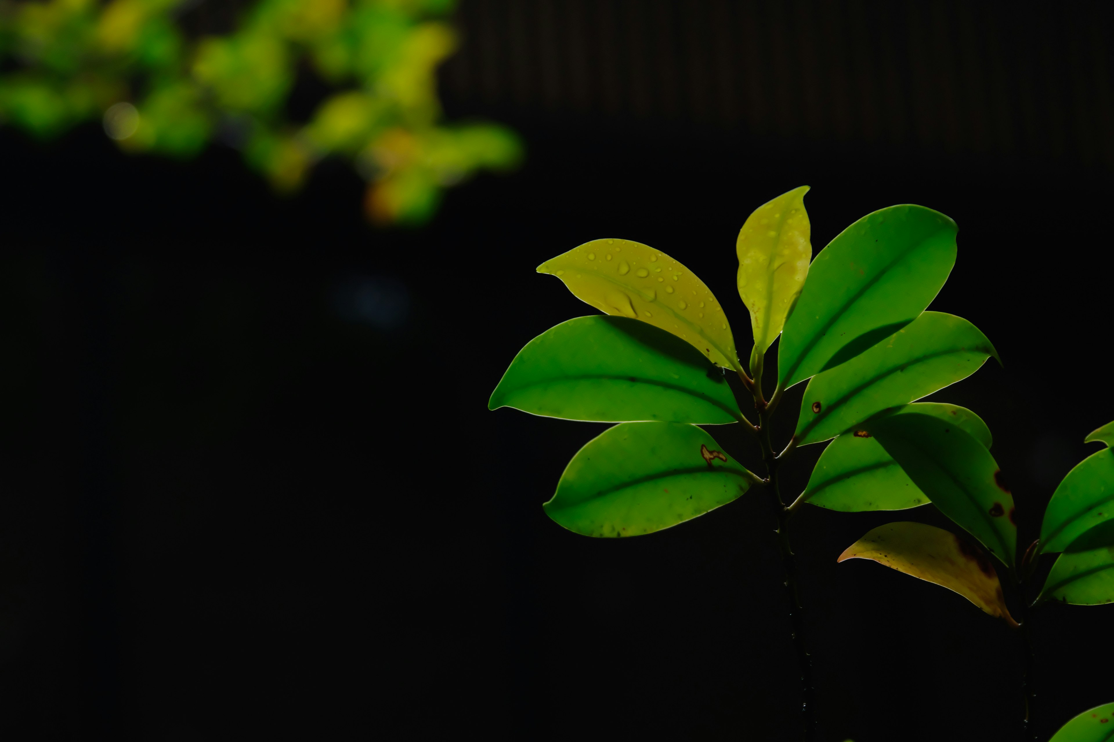 Primer plano de hojas verdes y verde claro contra un fondo oscuro