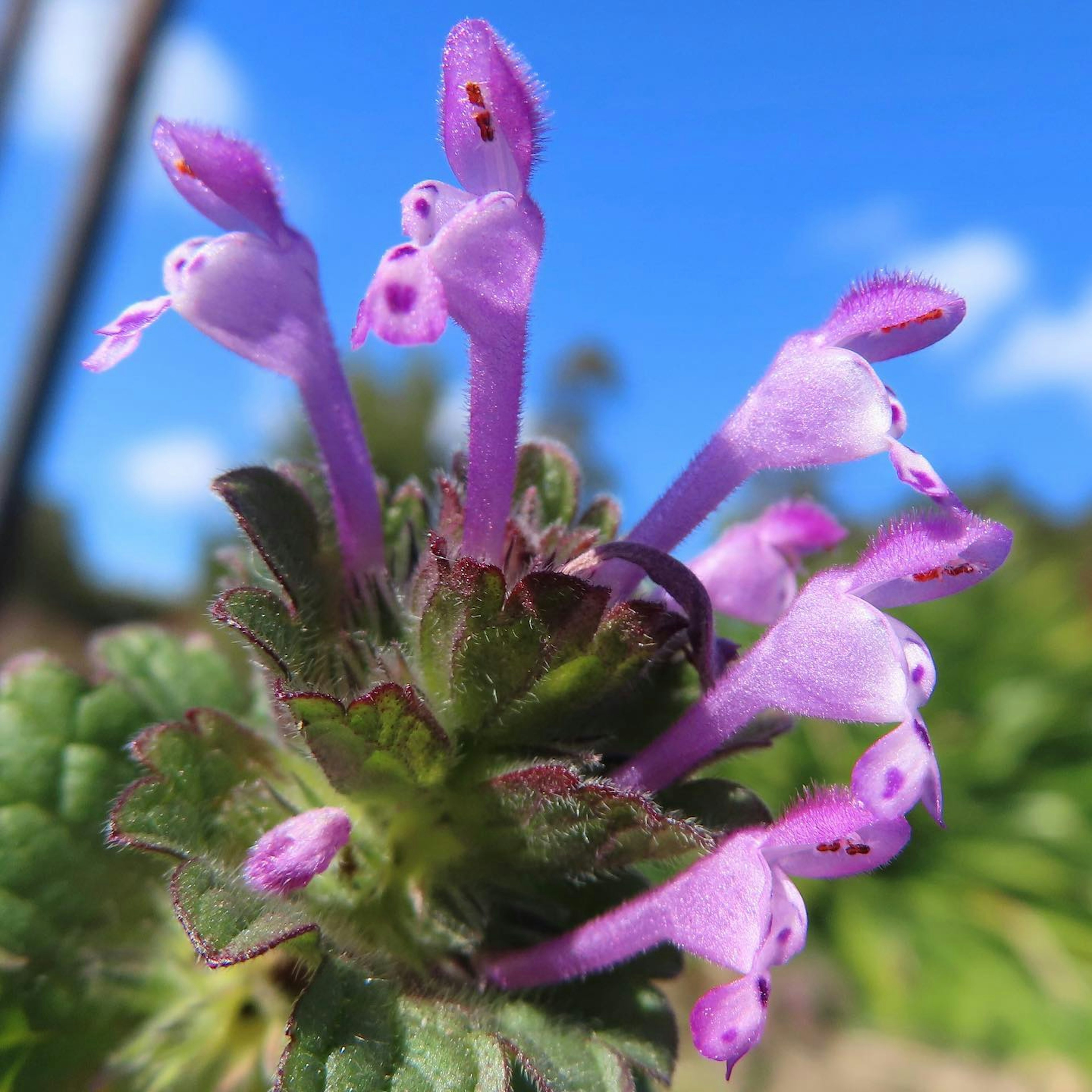 Gros plan d'une plante avec des fleurs violettes vives sur fond de ciel bleu clair