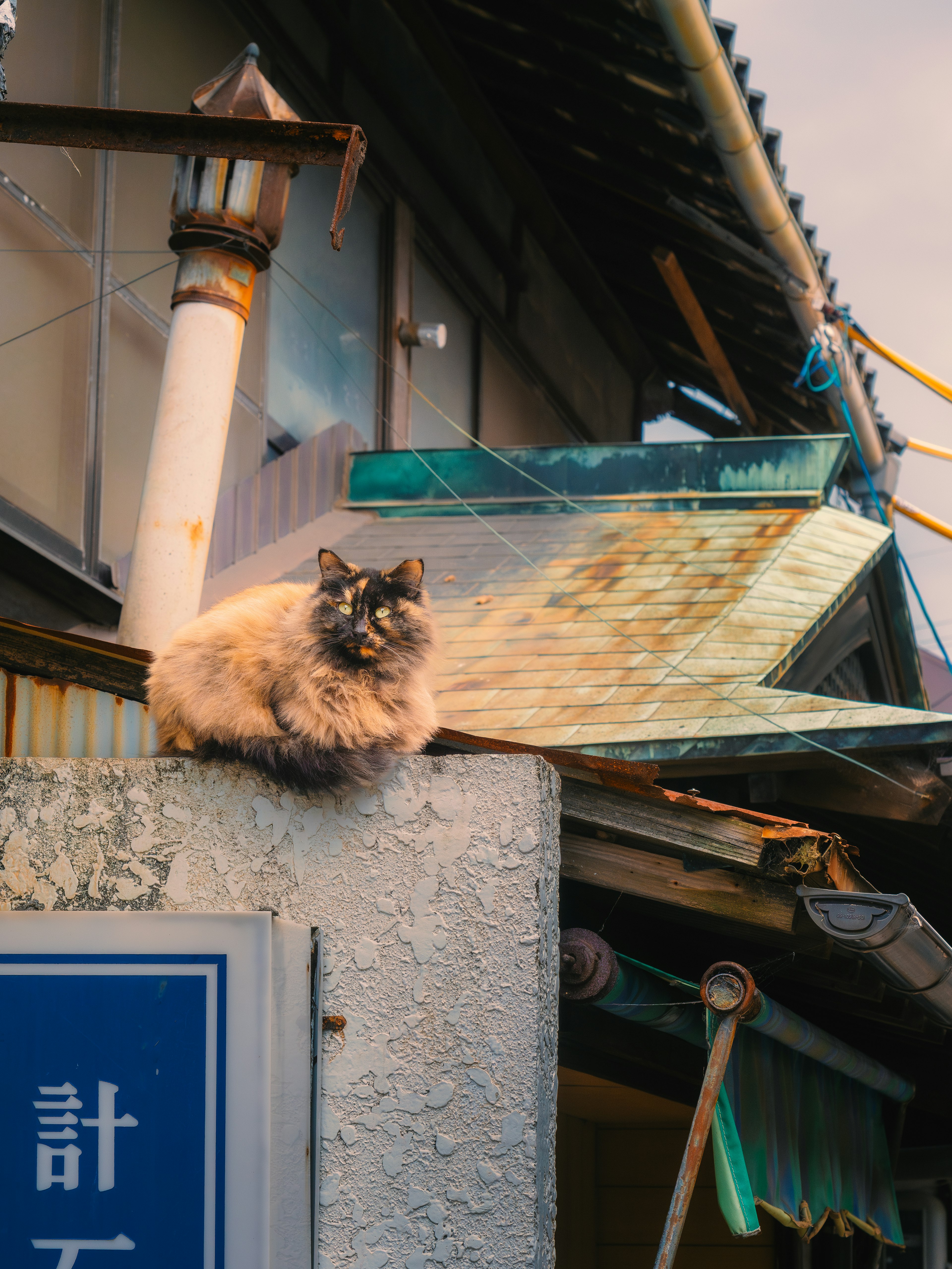 Kucing berbulu duduk di atap dengan bangunan tua di latar belakang