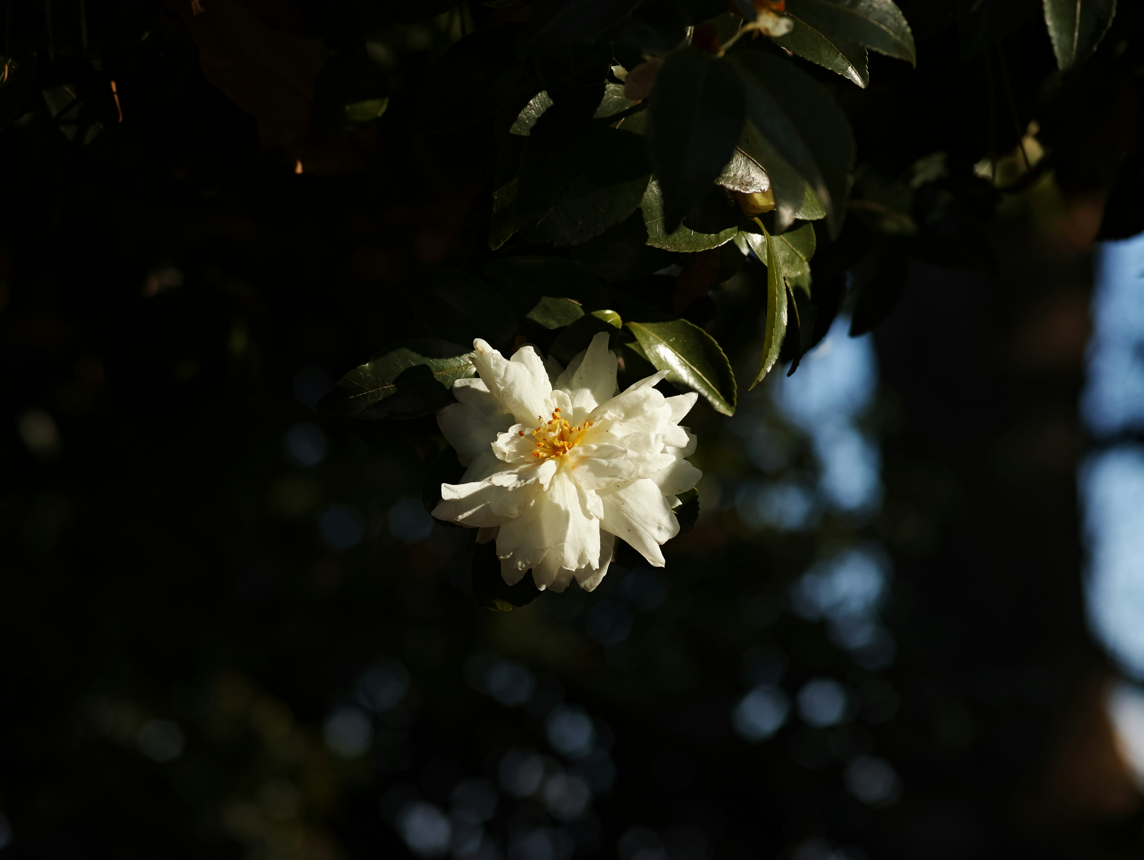 Un fiore bianco circondato da foglie verdi in un ambiente naturale