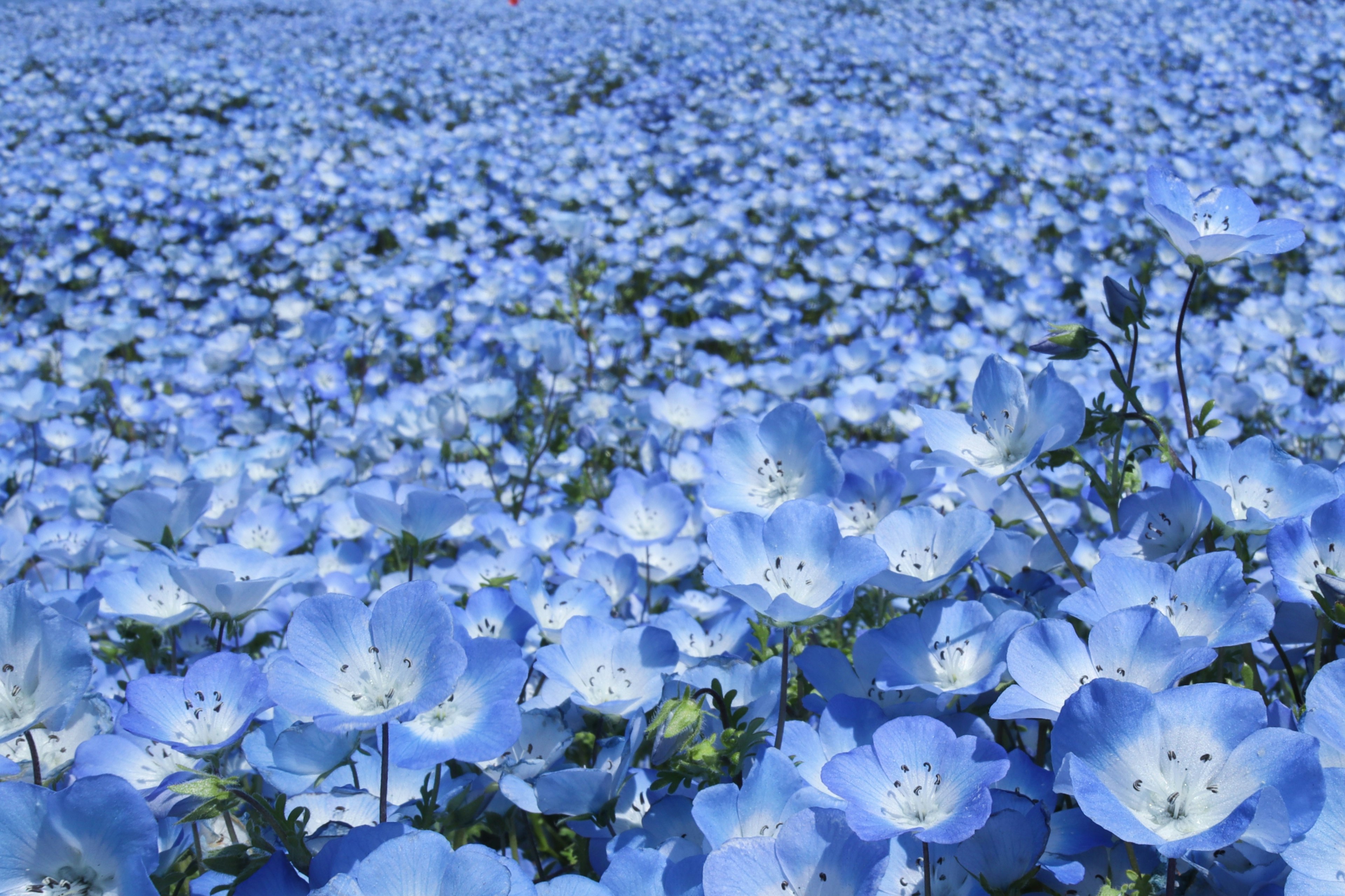 Ein weites Feld blauer Blumen in voller Blüte