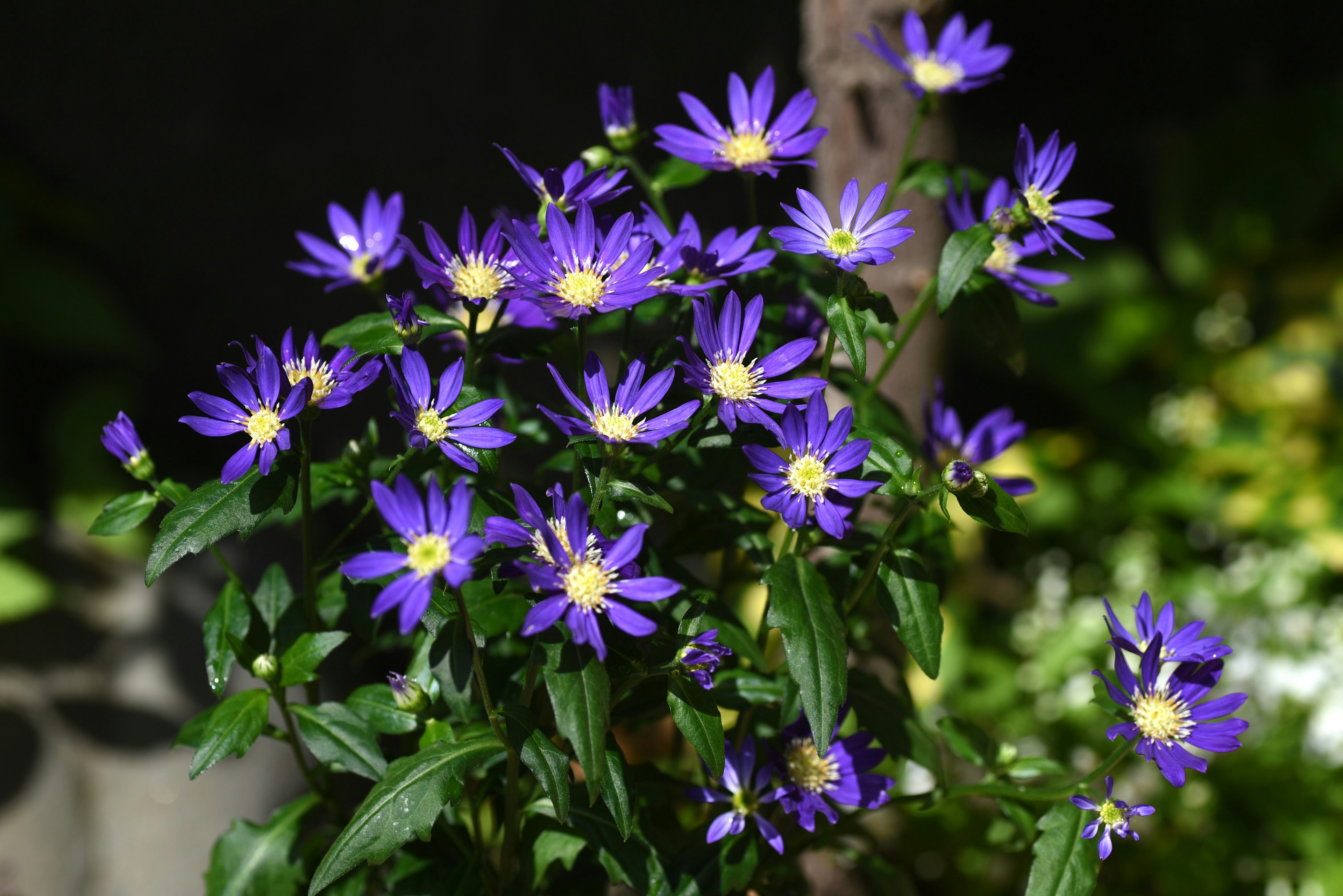 Nahaufnahme einer Pflanze mit leuchtend lila Blumen und grünen Blättern