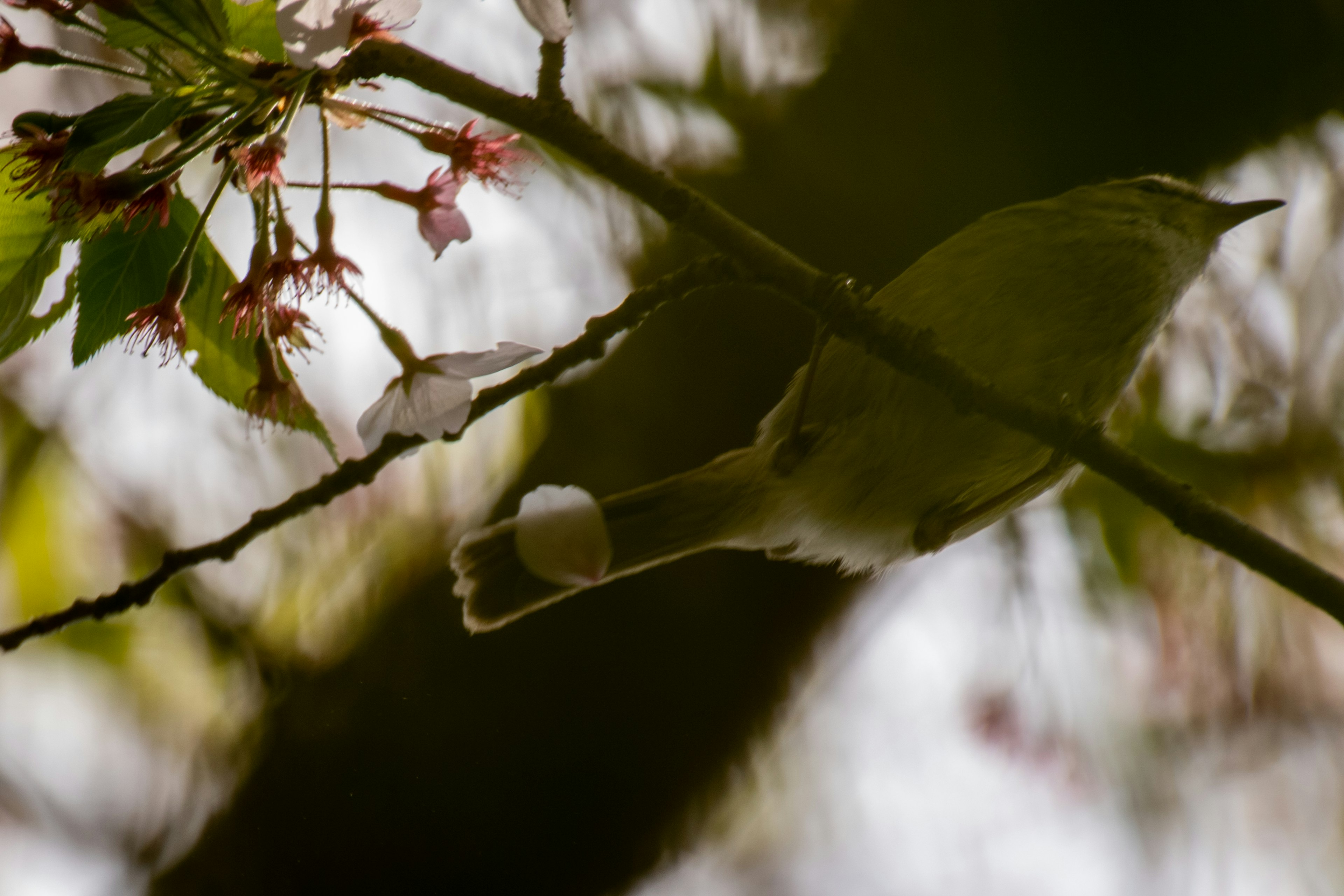 Un pequeño pájaro posado en una rama con flores de cerezo de fondo