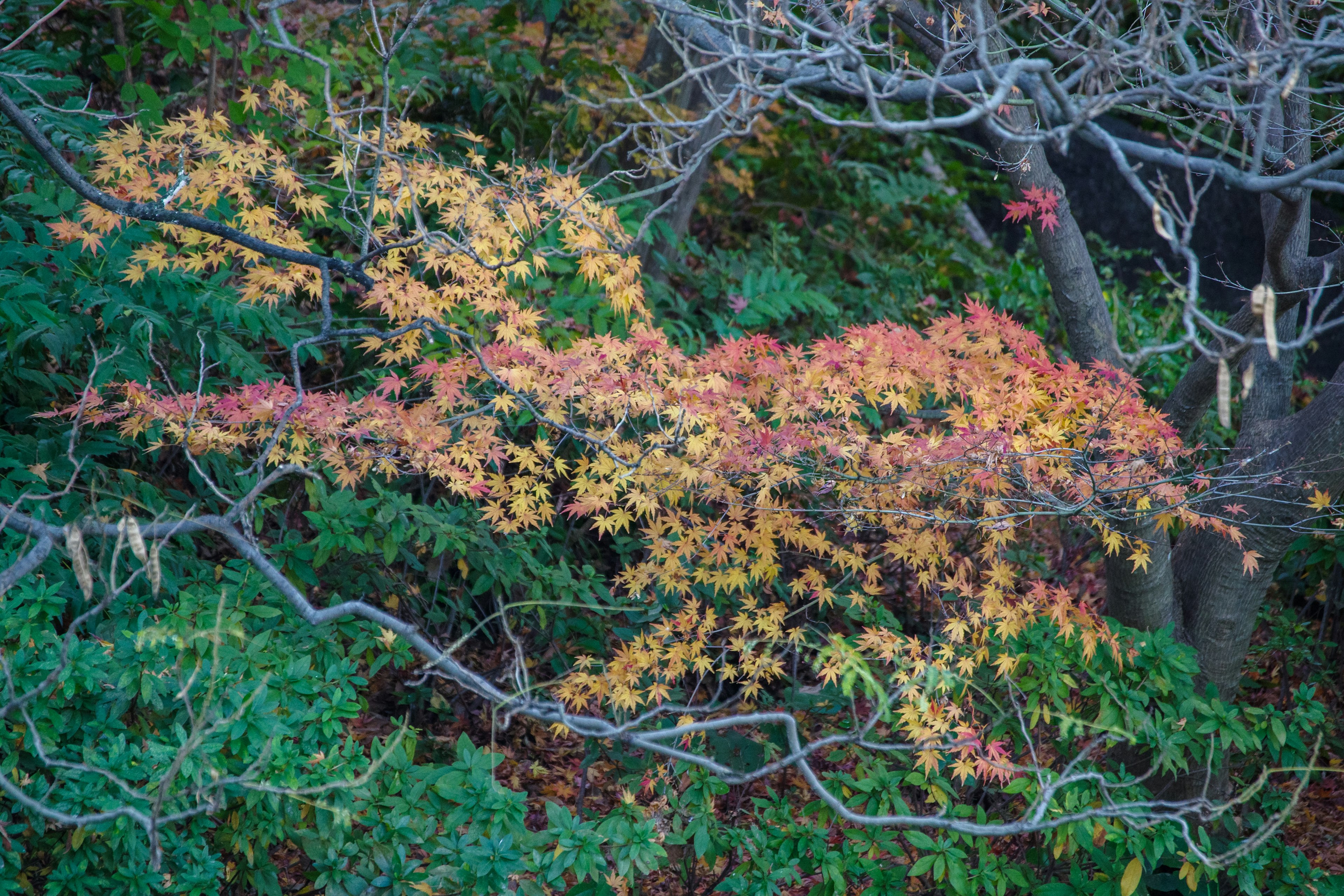 Follaje de otoño con hojas amarillas y naranjas vibrantes entre árboles verdes