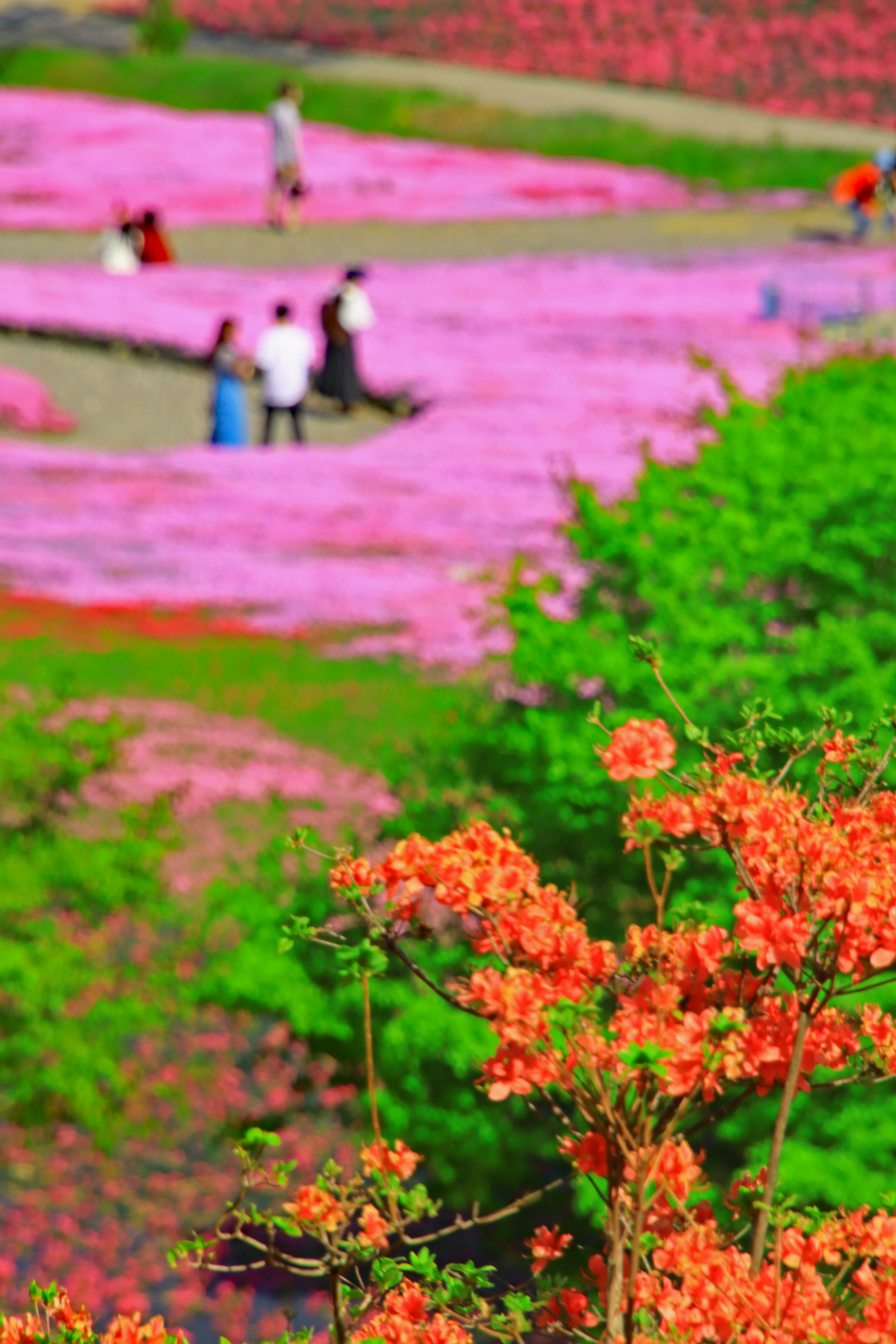 色とりどりの花が咲く風景に人々が散策している