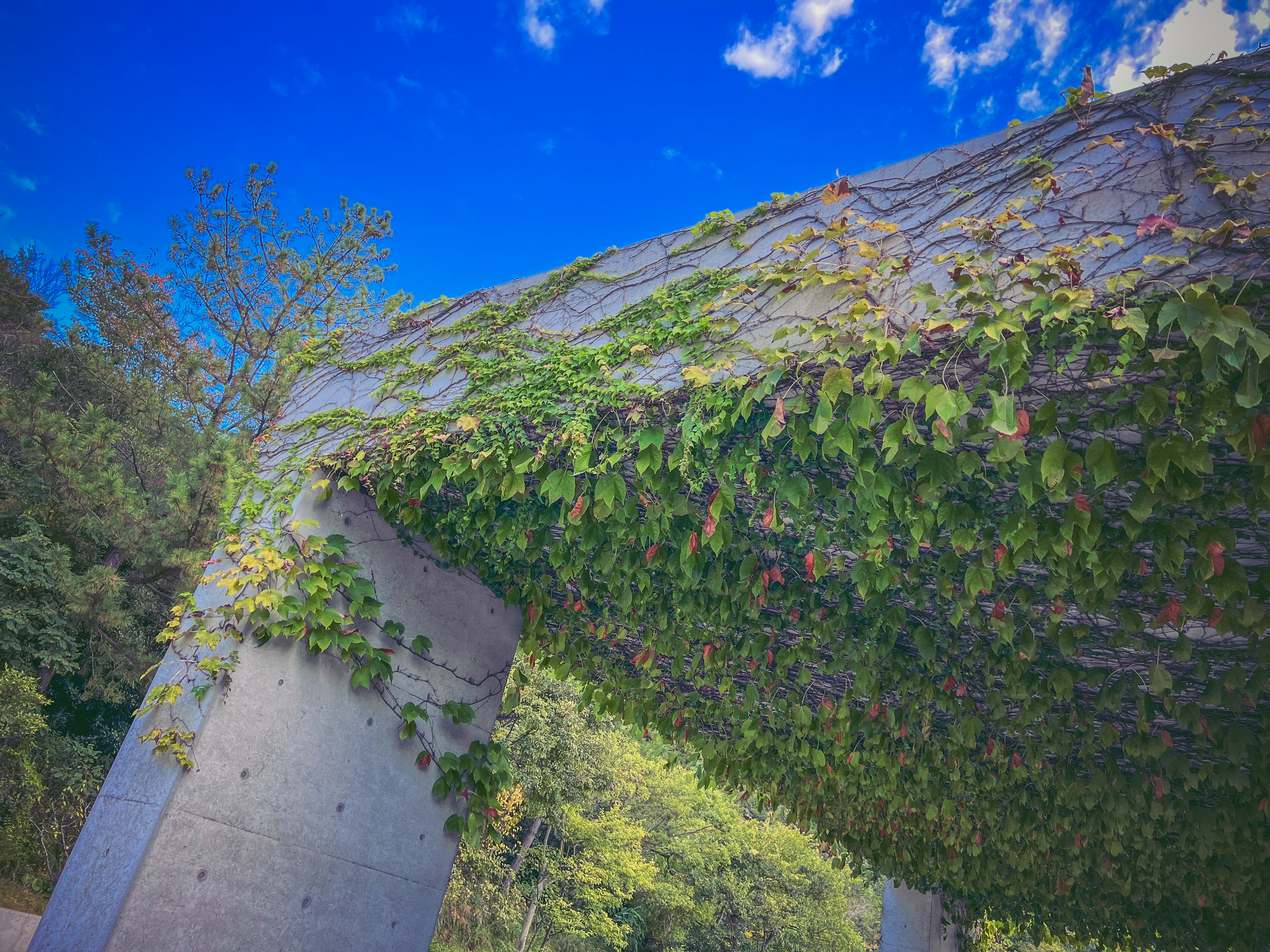 Betonstruktur mit grünem Efeu unter blauem Himmel