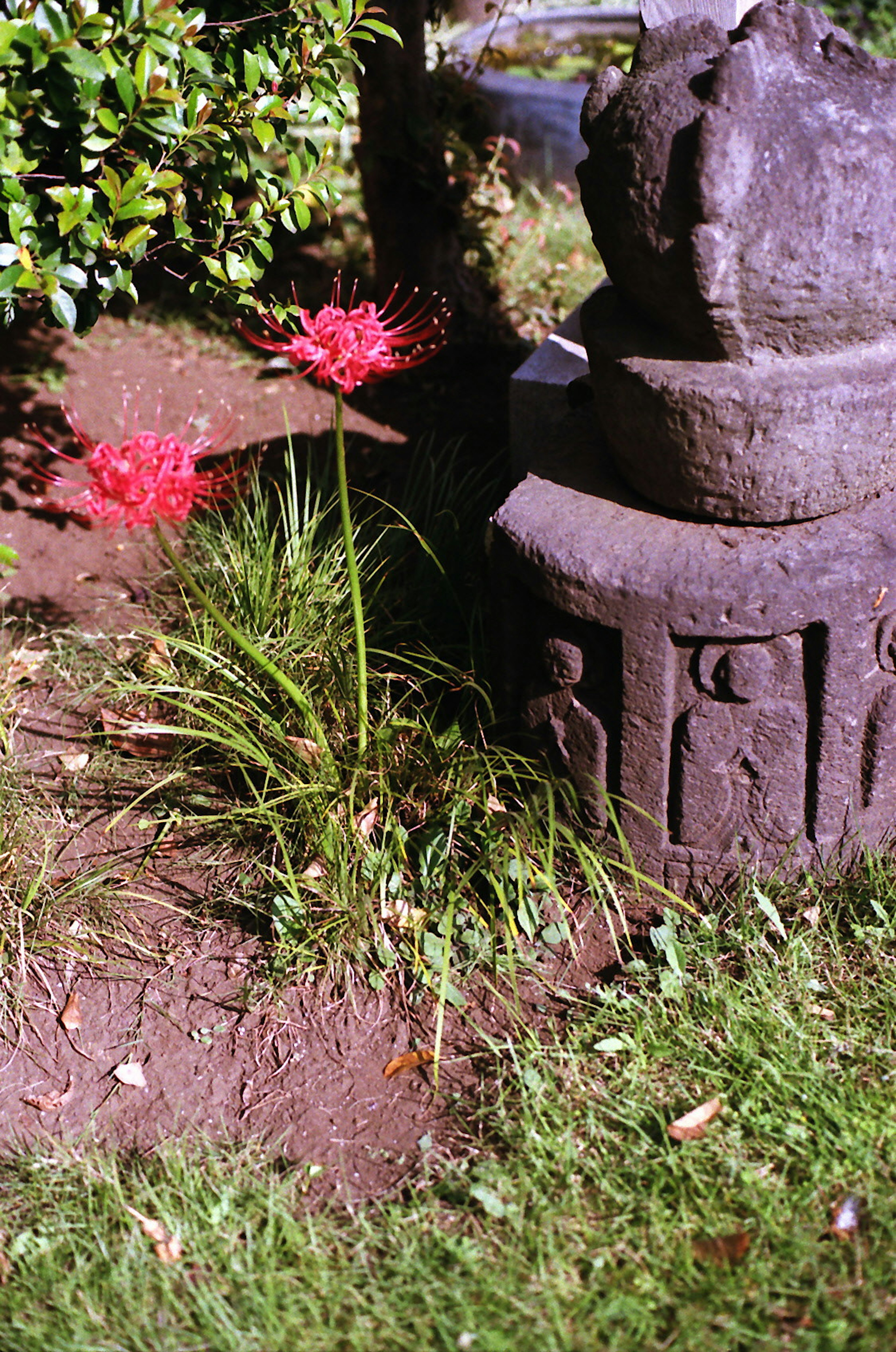 Gartenszene mit roten Blumen und einer alten Steinstatue