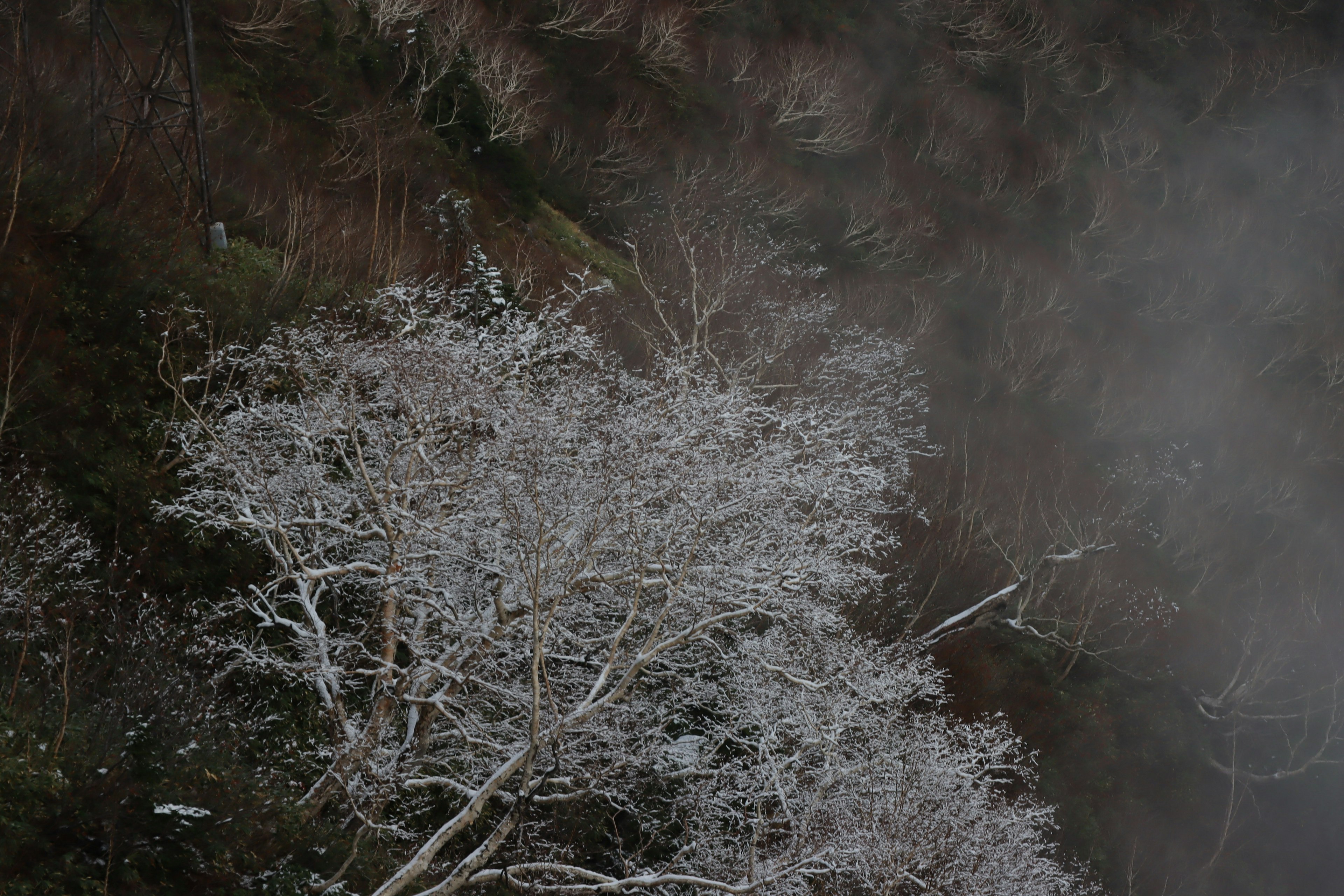 Arbre recouvert de givre blanc avec un fond brumeux