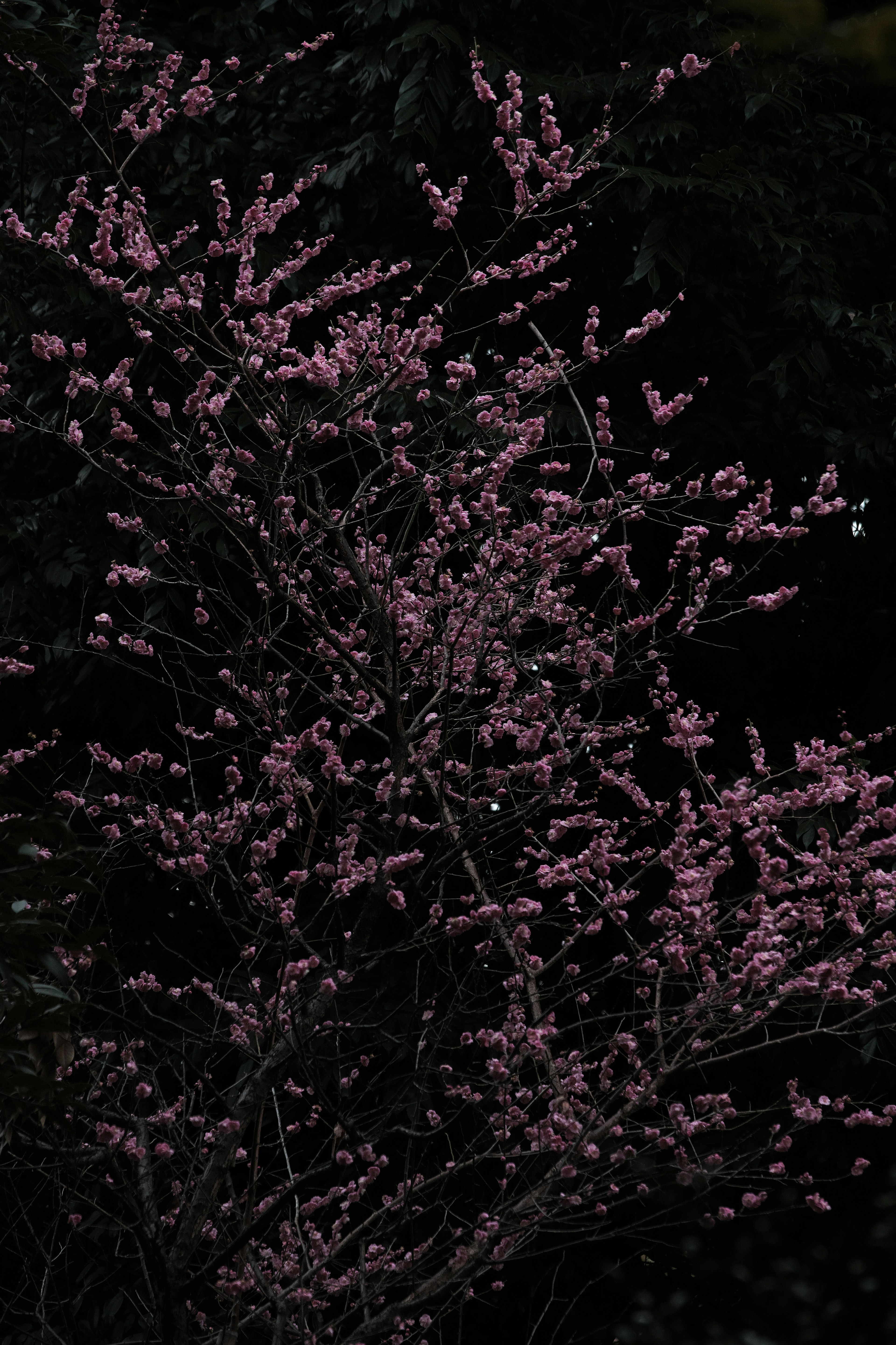 Branches of a tree with light pink flowers against a dark background