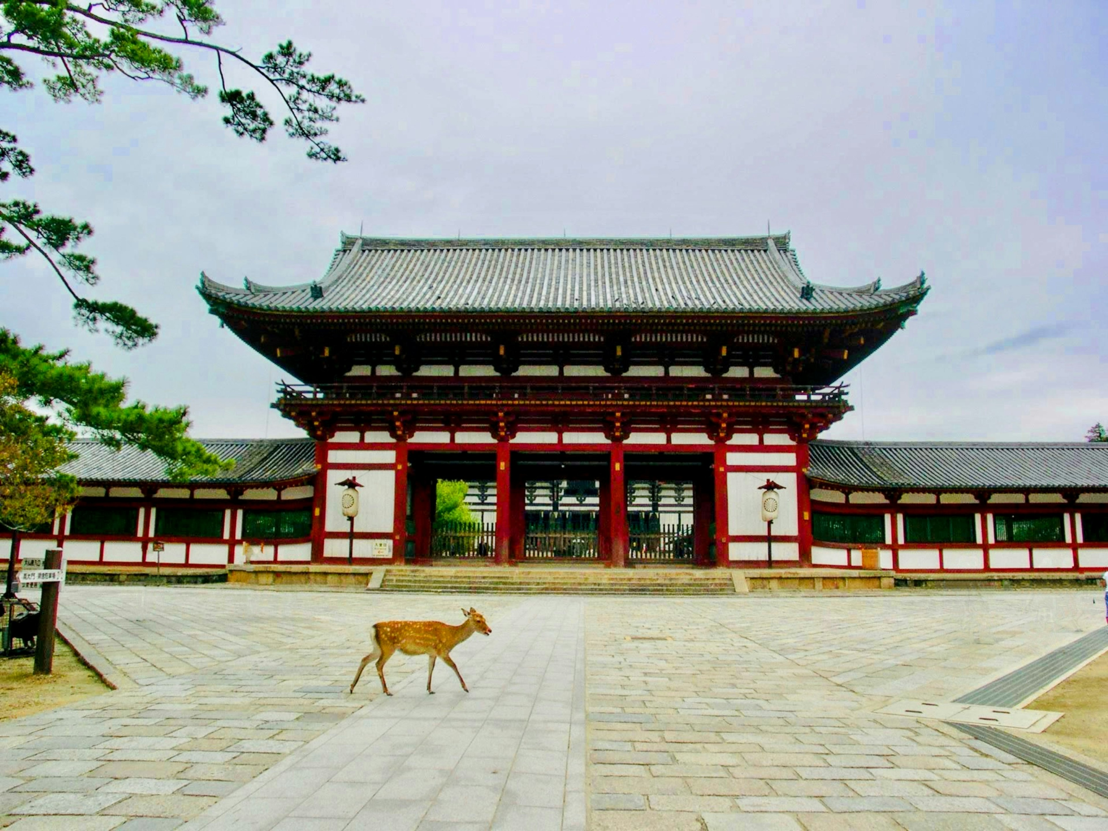 Un cervo che cammina davanti al cancello e all'edificio del tempio Todai-ji