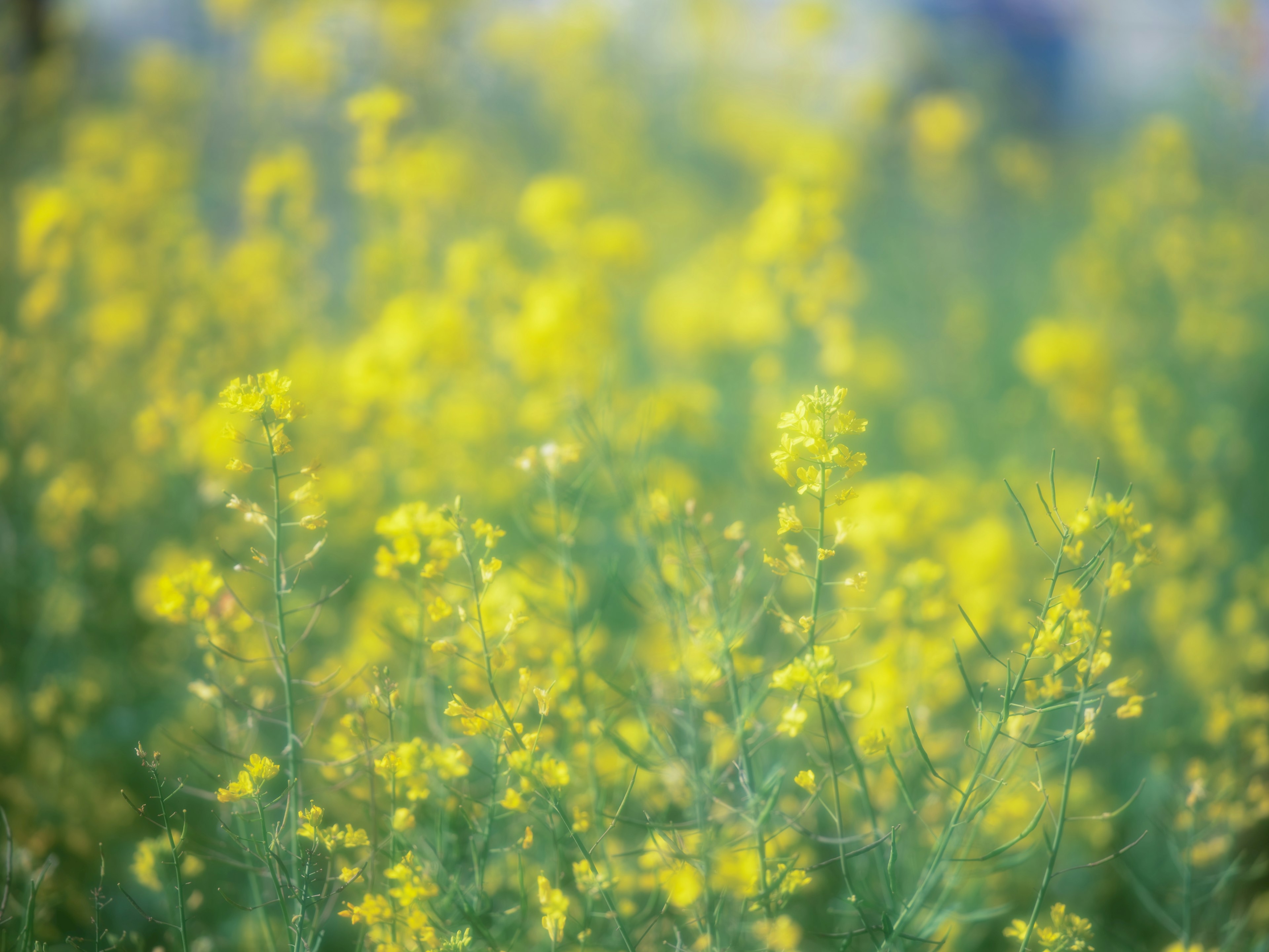 ภาพเบลอของทุ่งดอกไม้สีเหลืองสดใส