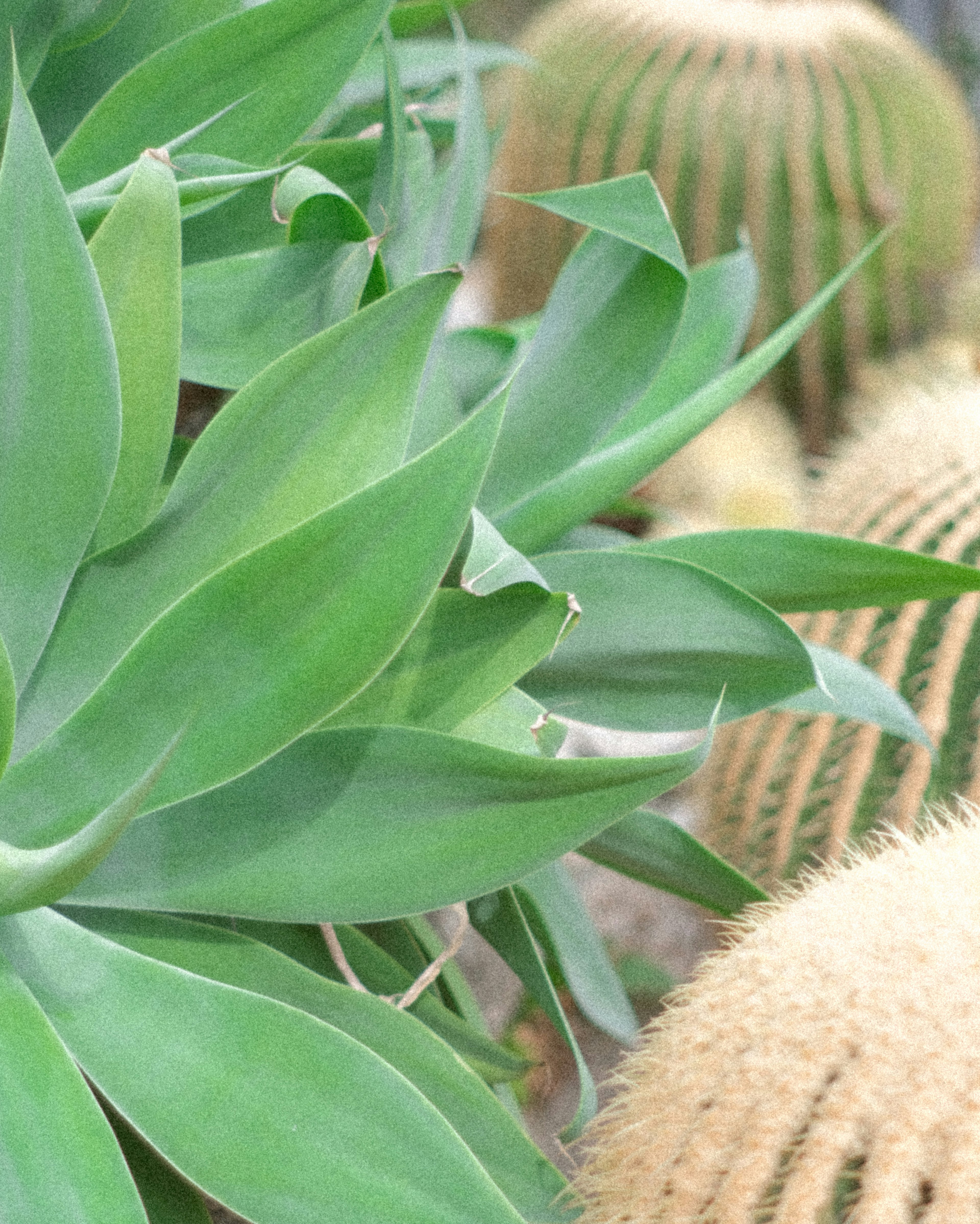 Close-up of green leaves and spiky cacti in a garden setting