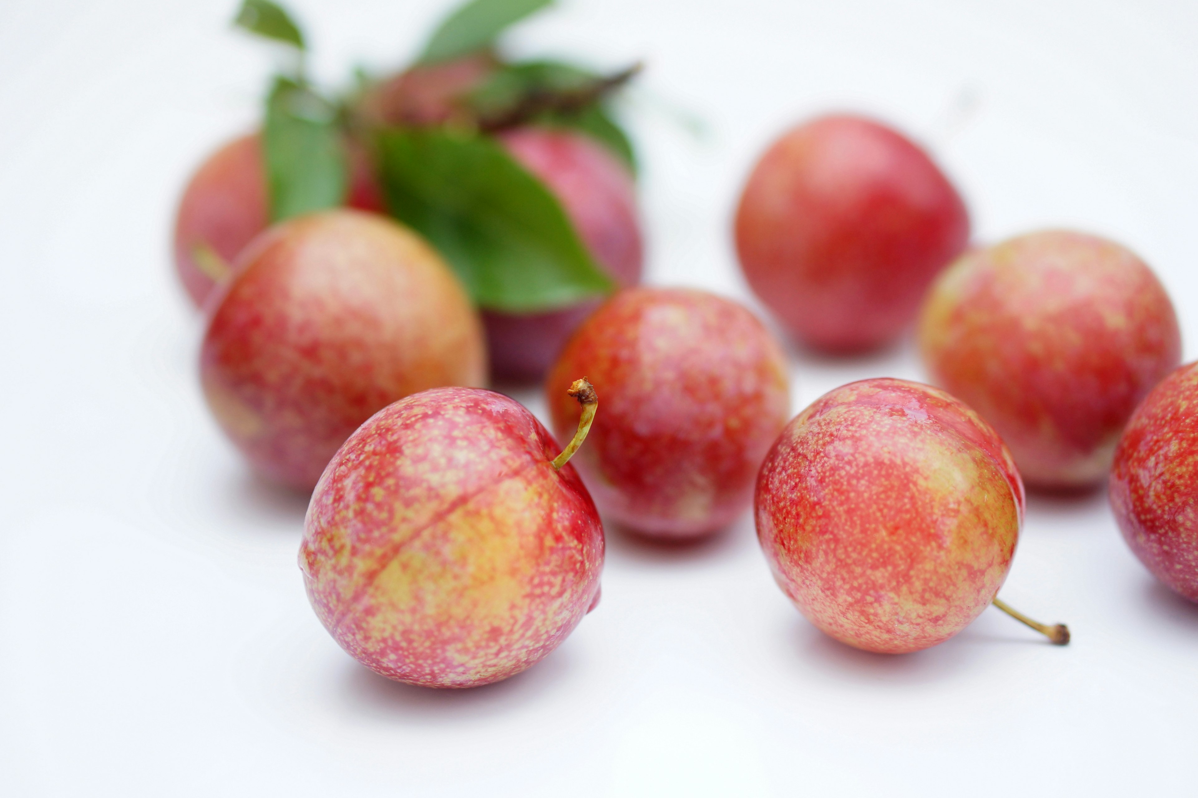 Fresh red plums scattered on a white background