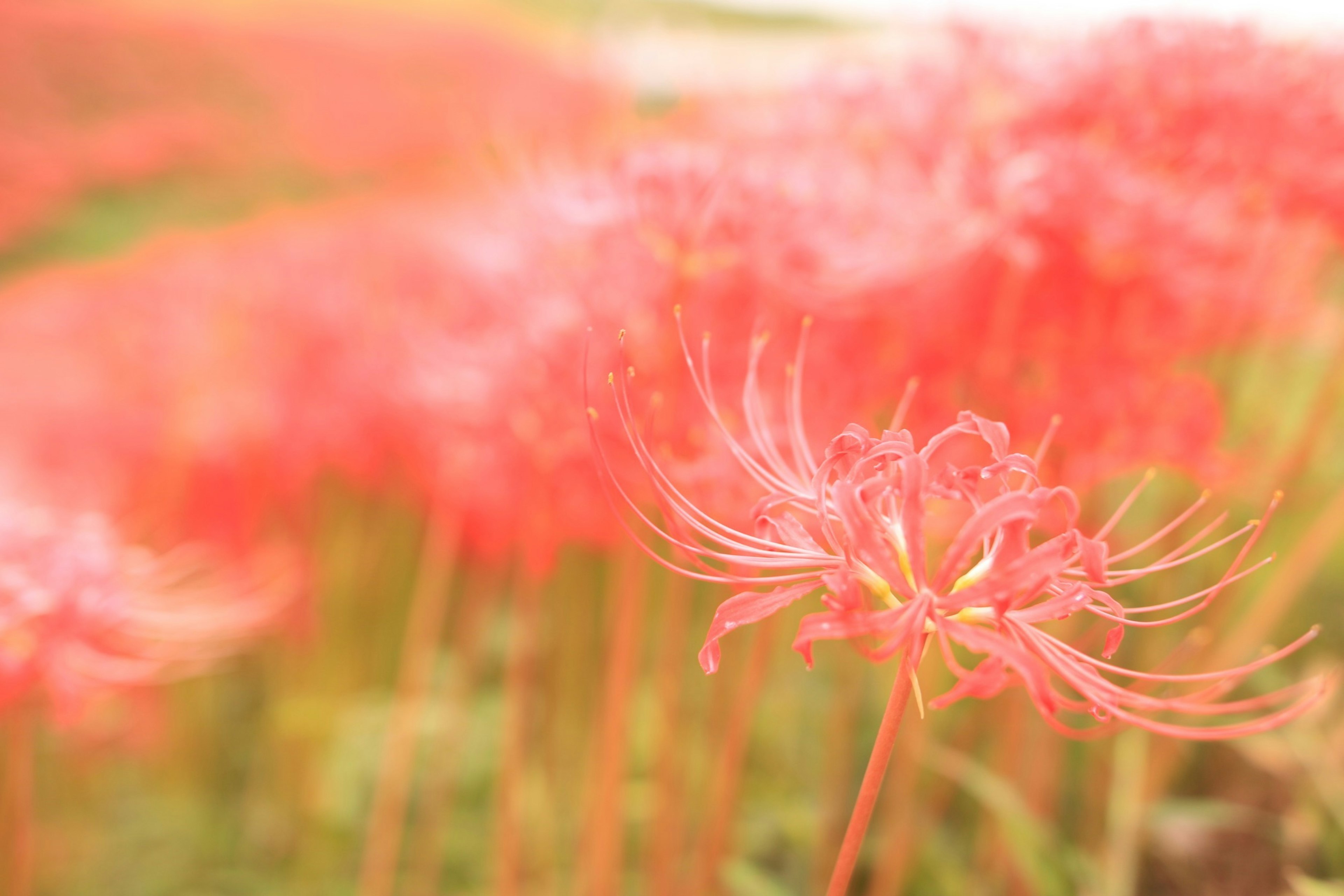 Vibrant red spider lilies blooming in a field