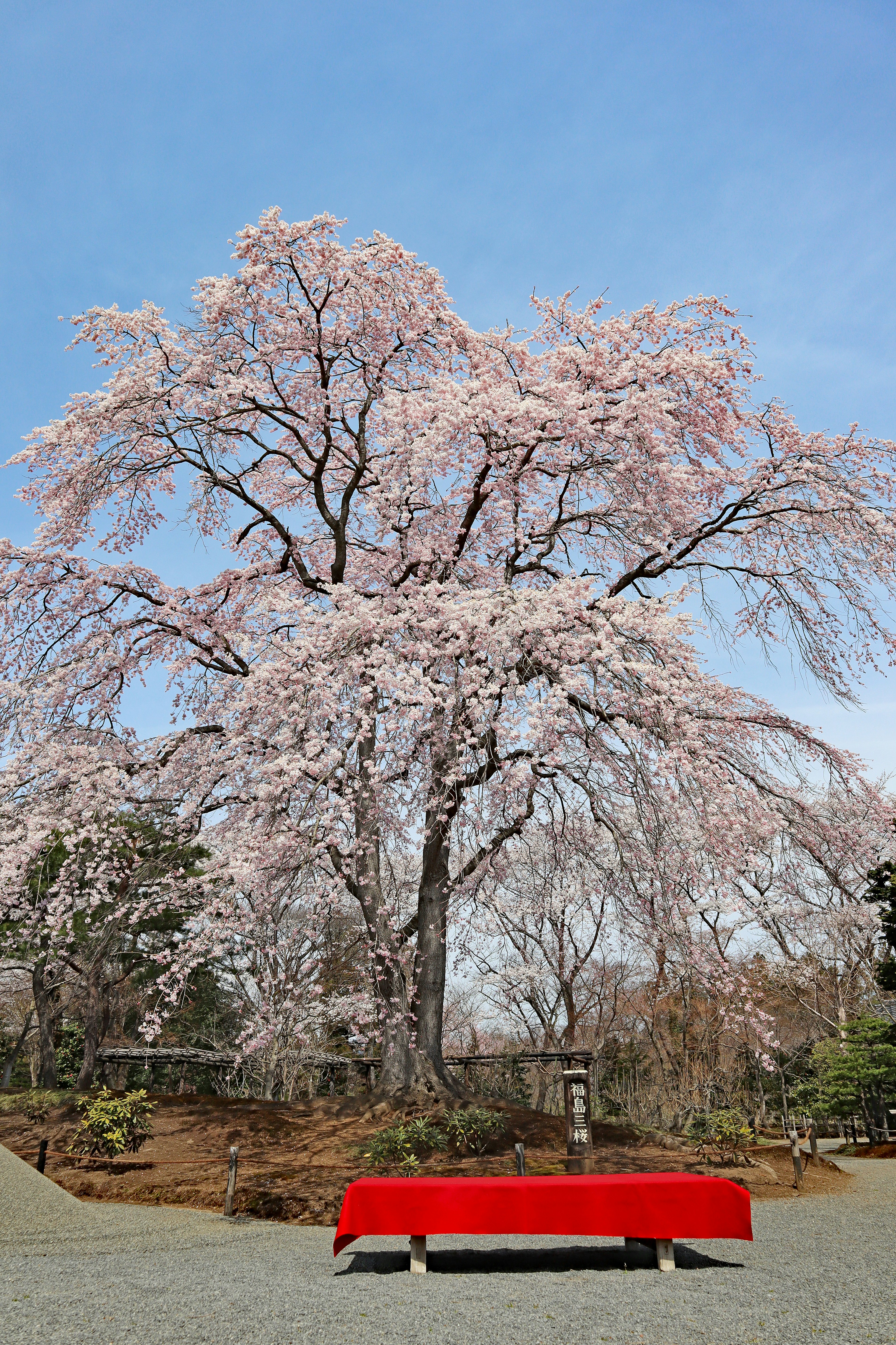 櫻花樹與公園裡的紅色長椅