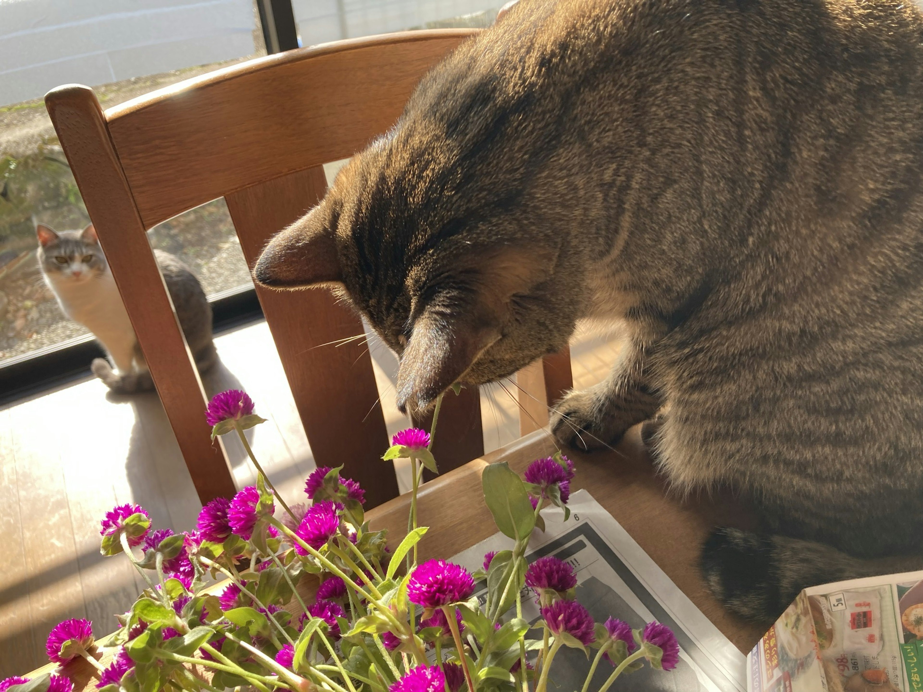 Gato marrón oliendo flores en una mesa junto a la ventana con un gato gris al fondo