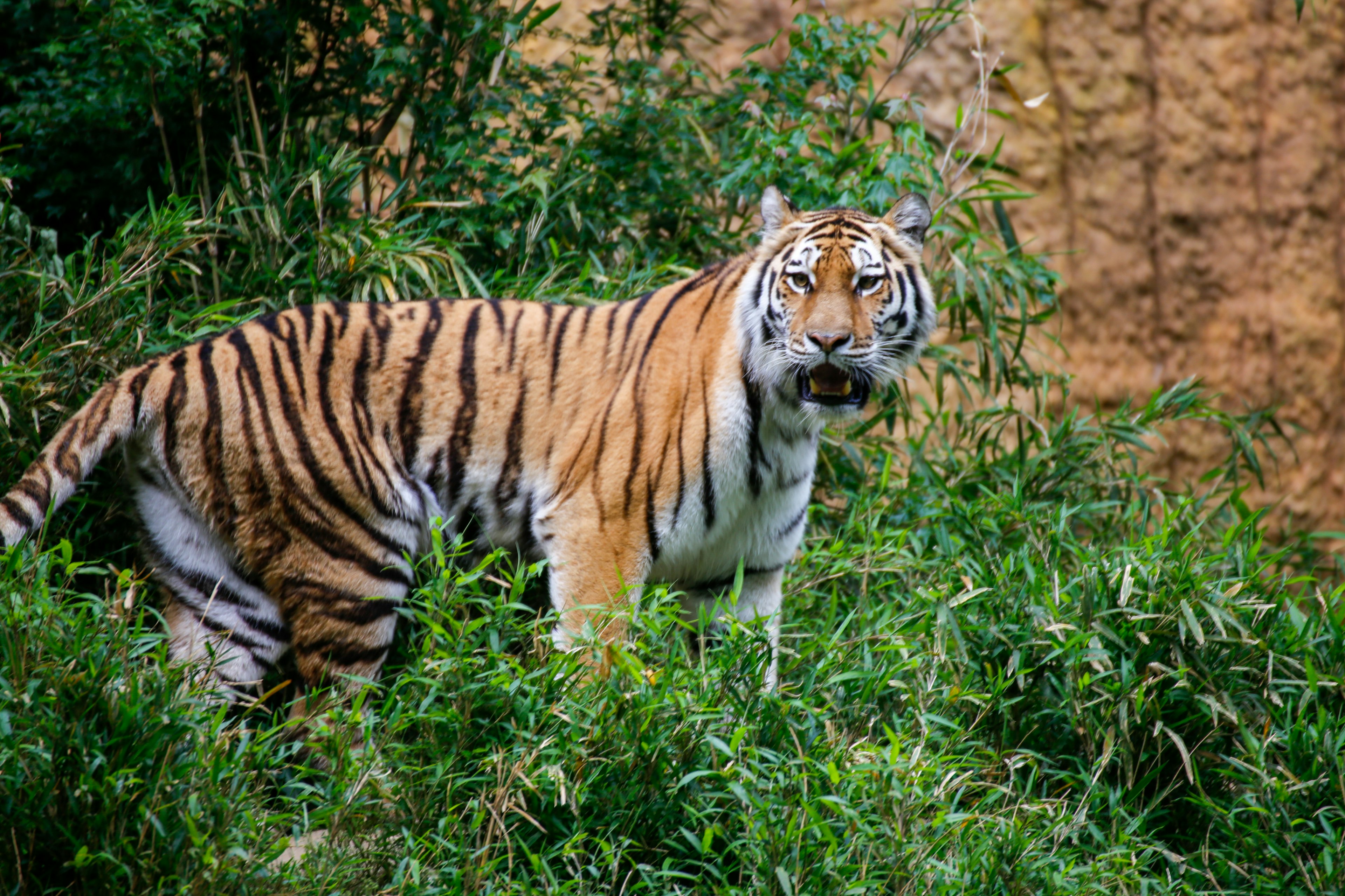 Tigre in piedi tra il fogliame verde con uno sfondo naturale