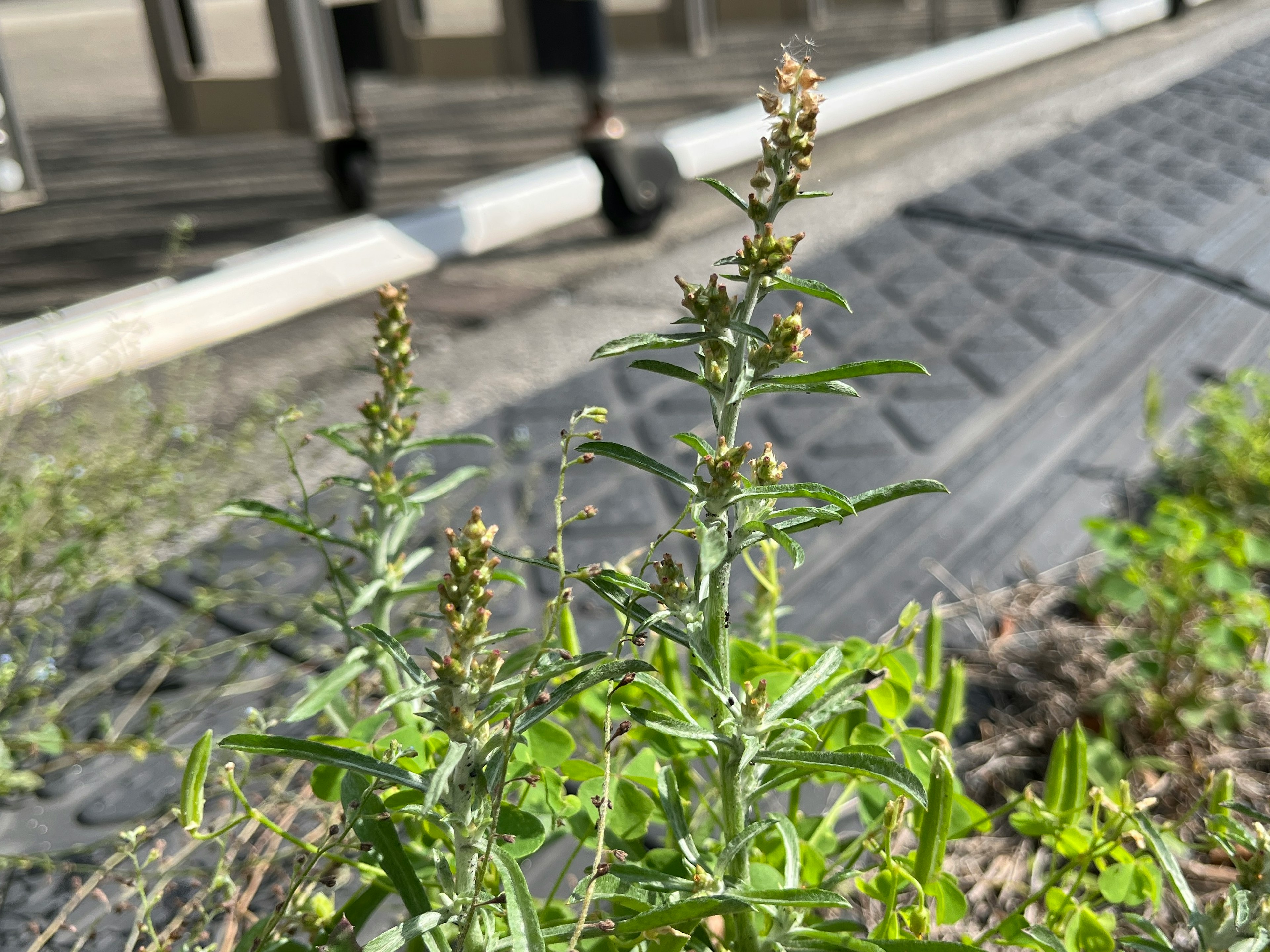 道路脇に生える緑色の植物とその茎