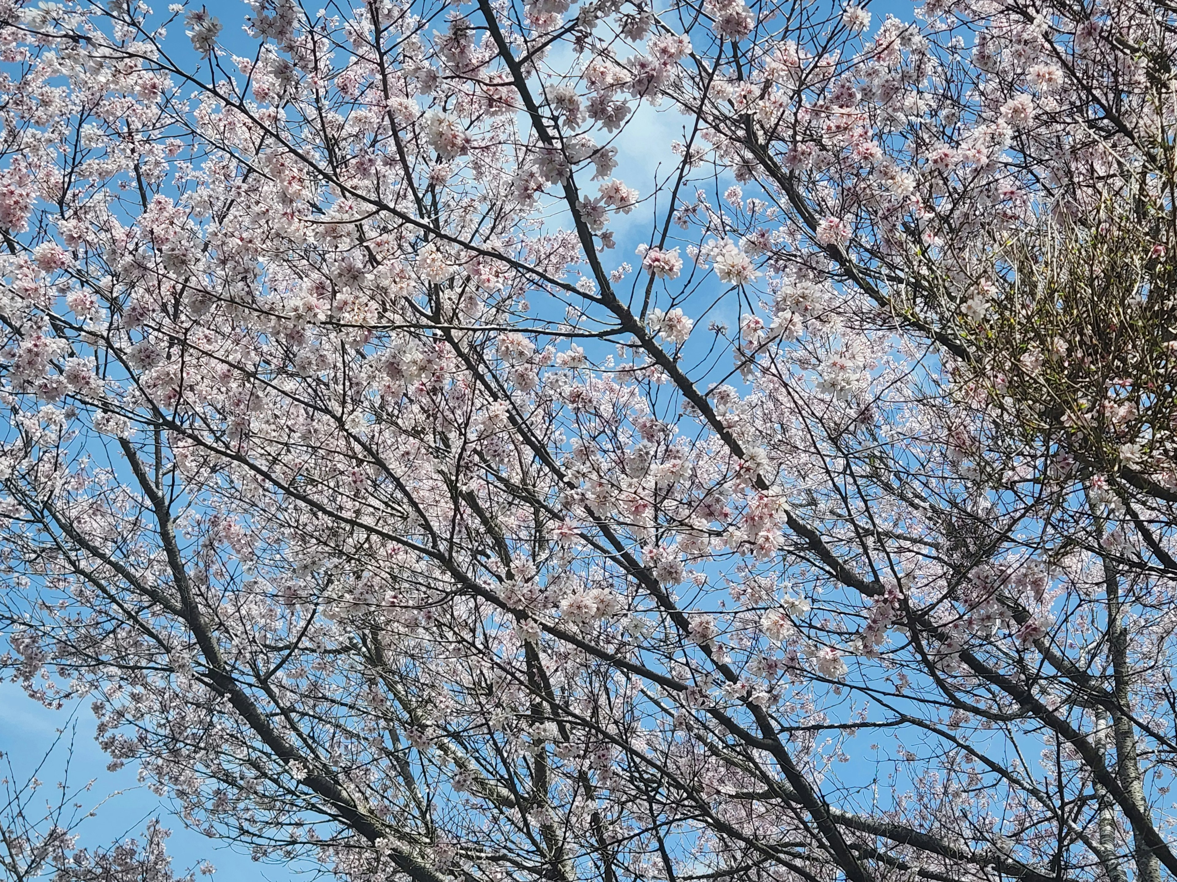 Cabang bunga sakura berwarna merah muda di bawah langit biru