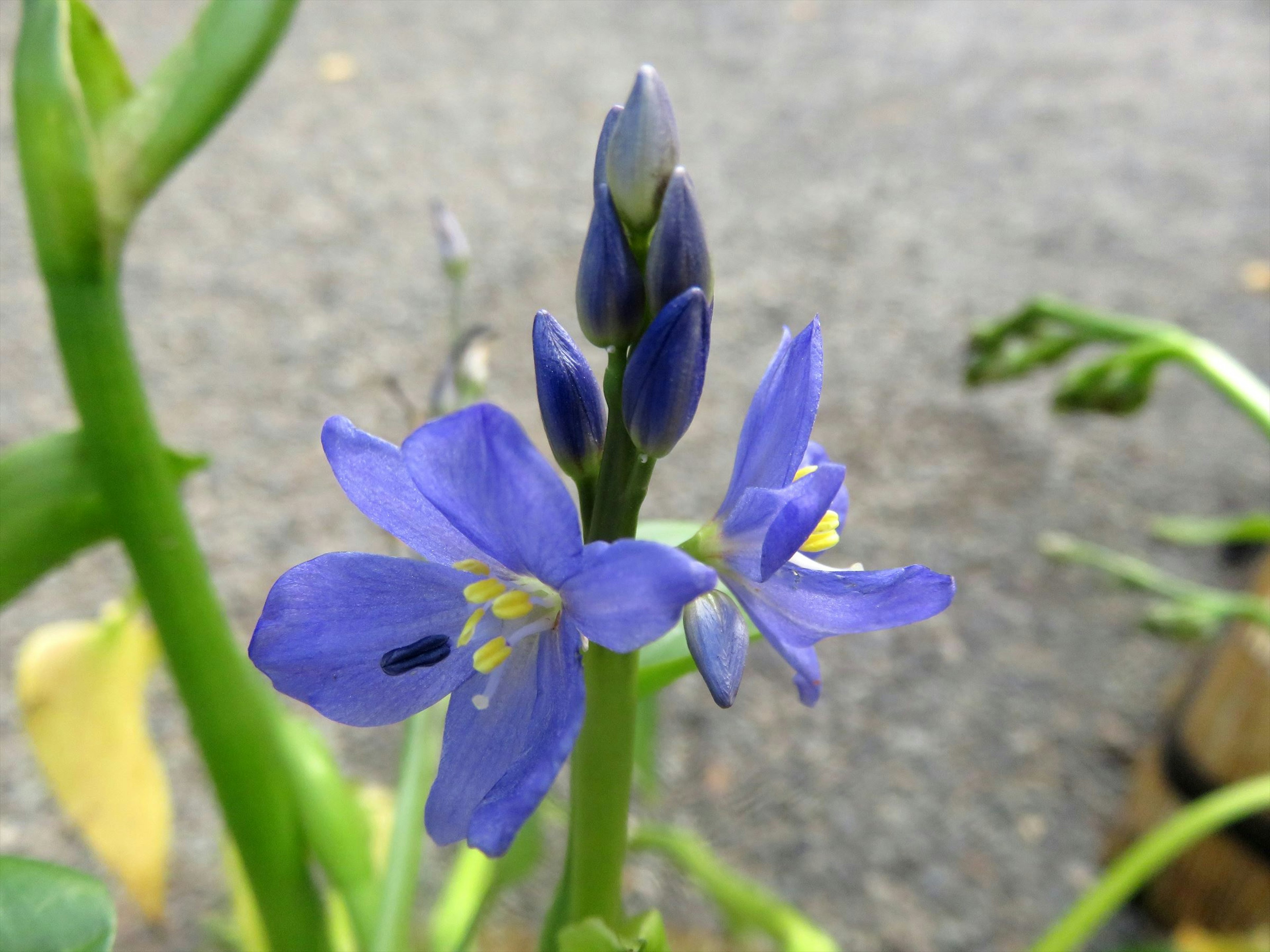 Close-up tanaman dengan bunga biru