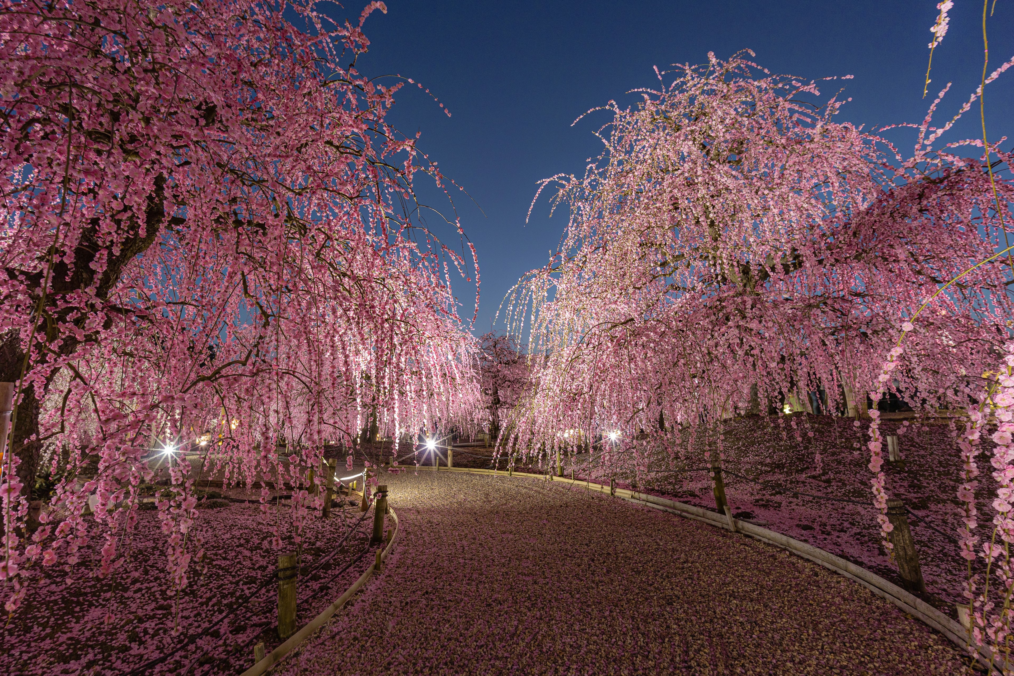 夜の桜の並木道ピンクの花が咲いている