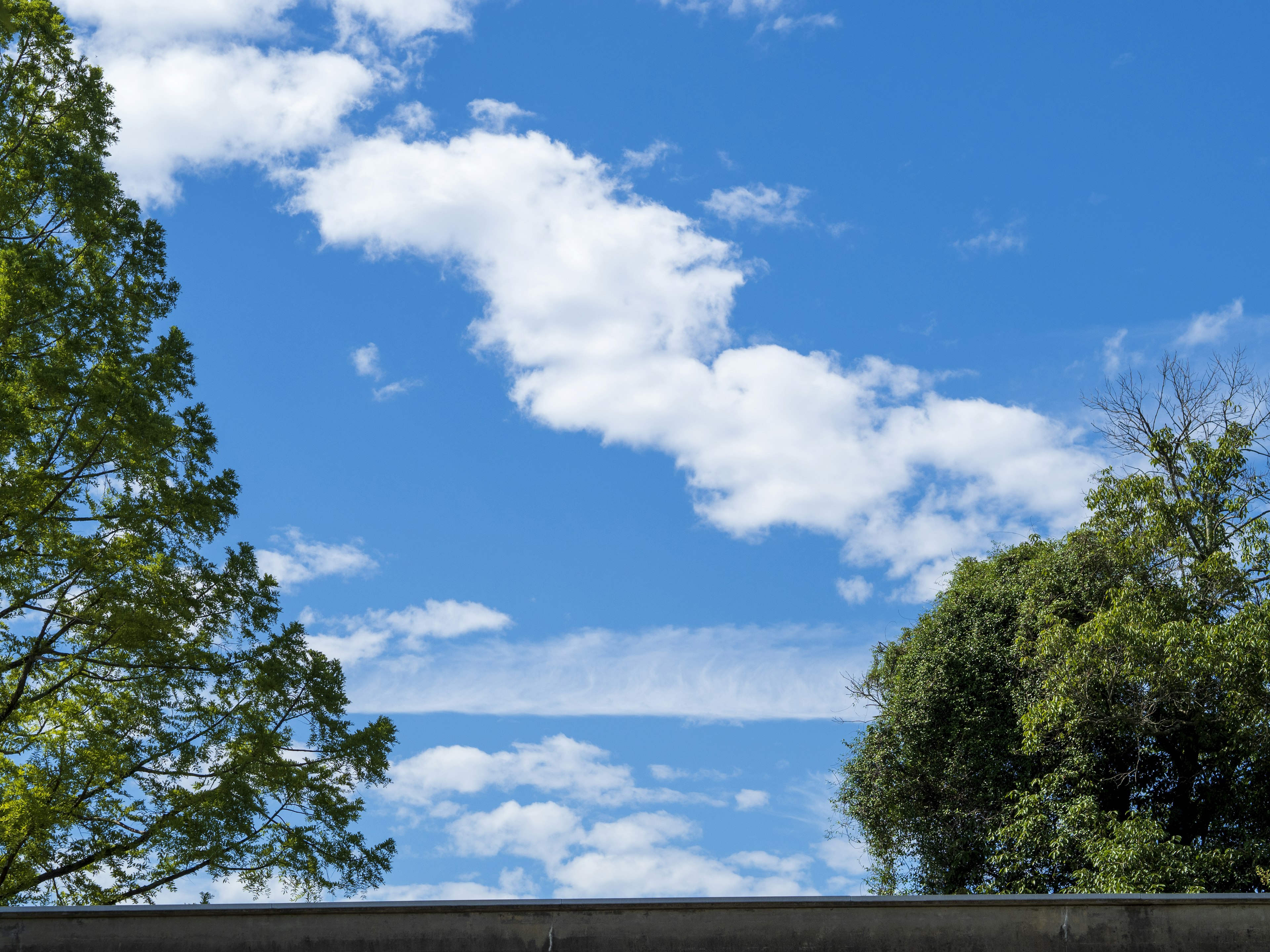 Un paysage avec un ciel bleu et des nuages blancs Présence d'arbres verts à gauche et de feuillages luxuriants à droite