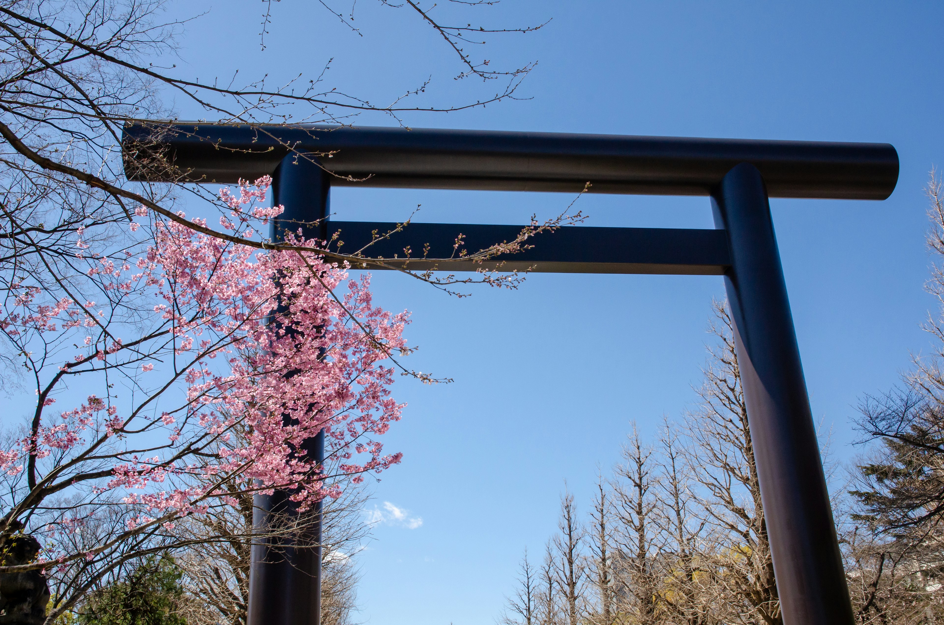 Porta torii nera con fiori di ciliegio sotto un cielo blu