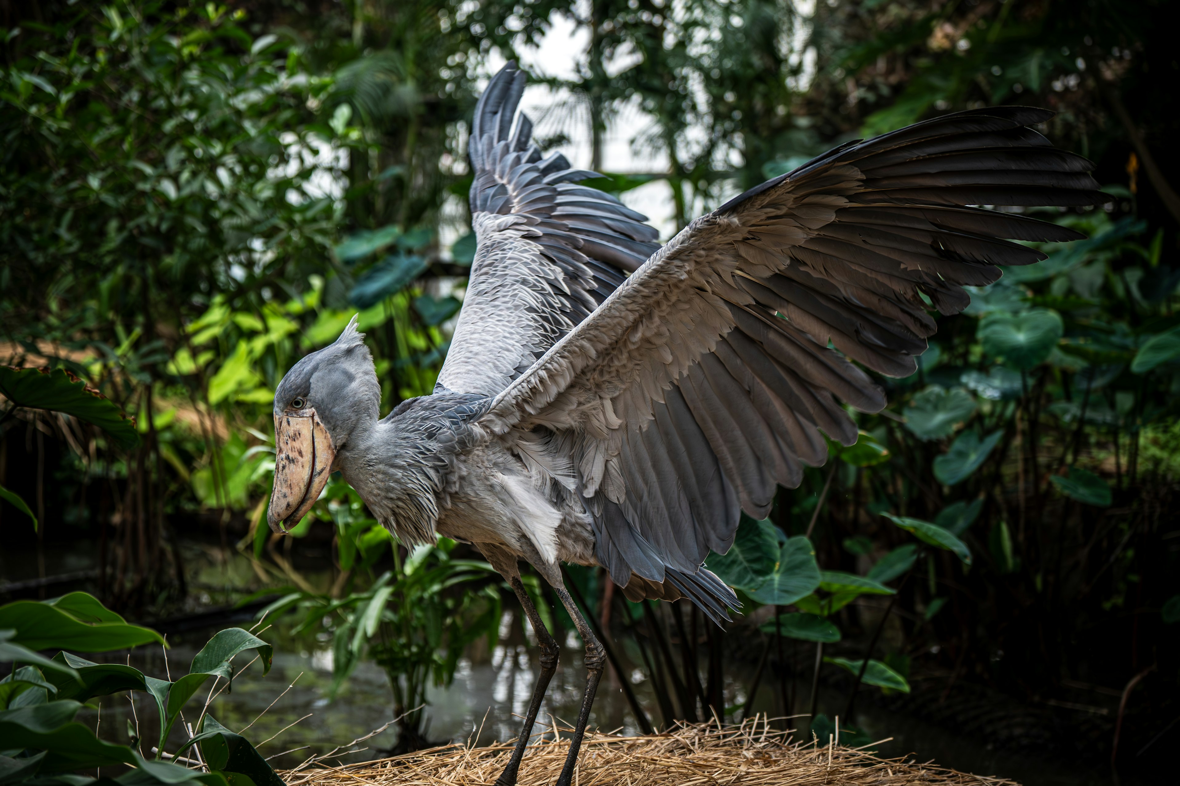 Un oiseau-bec-en-sabot déployant ses grandes ailes dans un environnement verdoyant