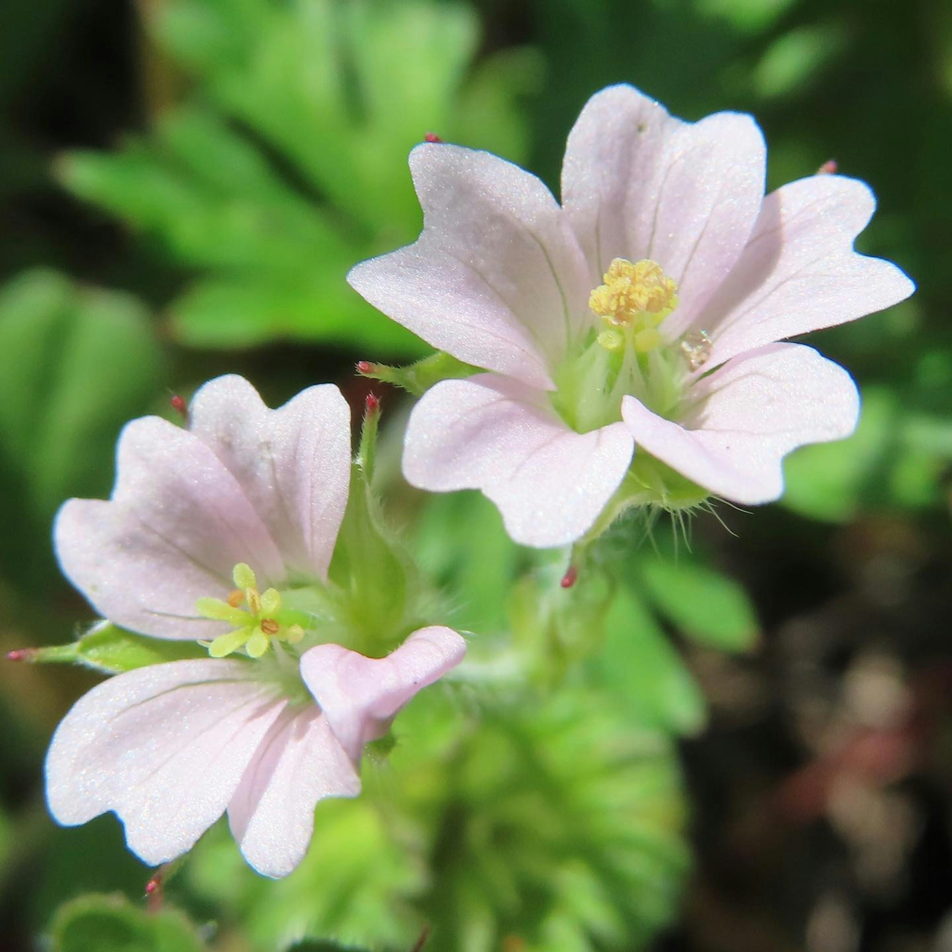 Zwei blassrosa Blumen blühen vor einem grünen Hintergrund