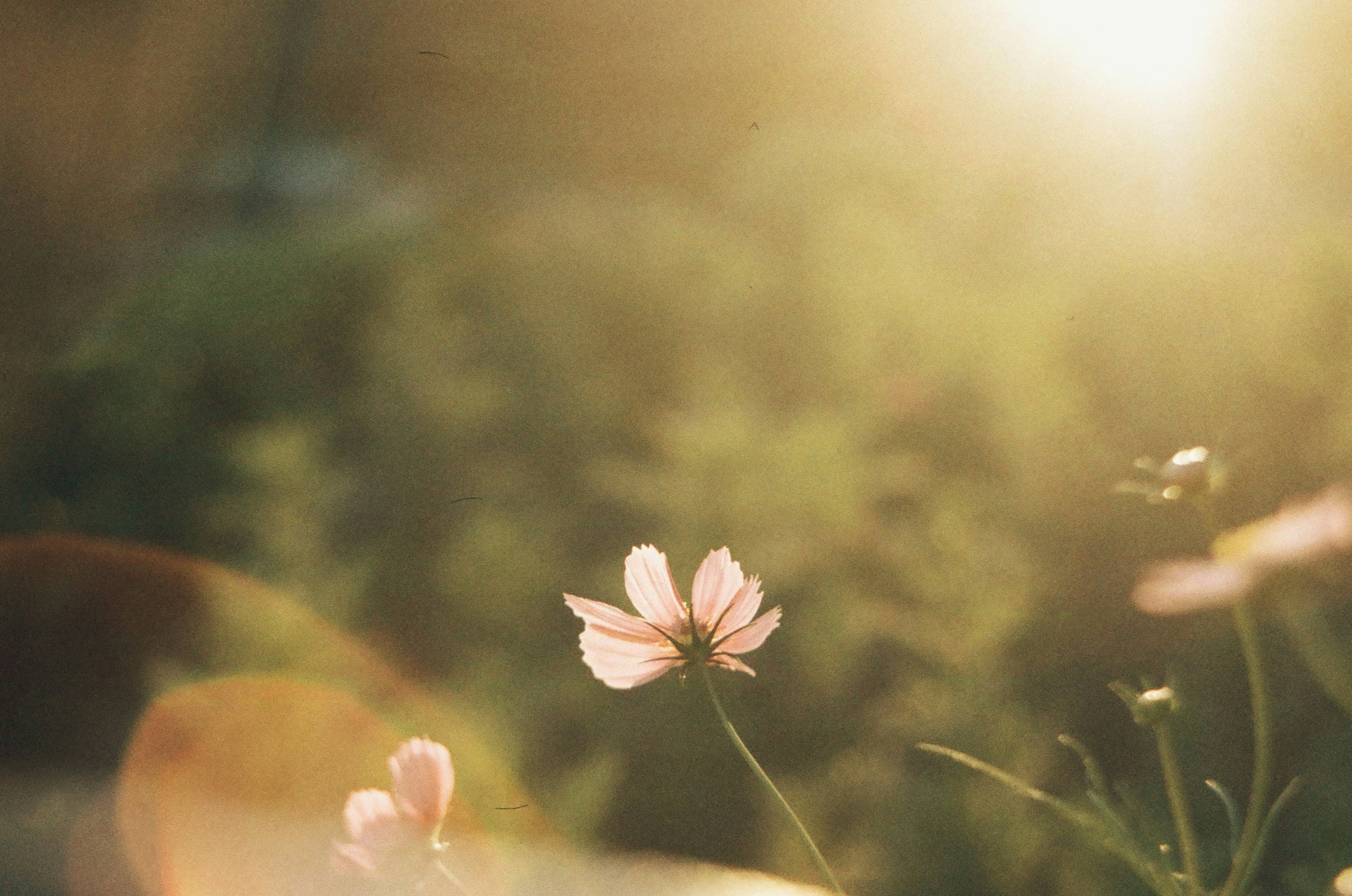 A pink flower illuminated by soft sunlight in a natural setting