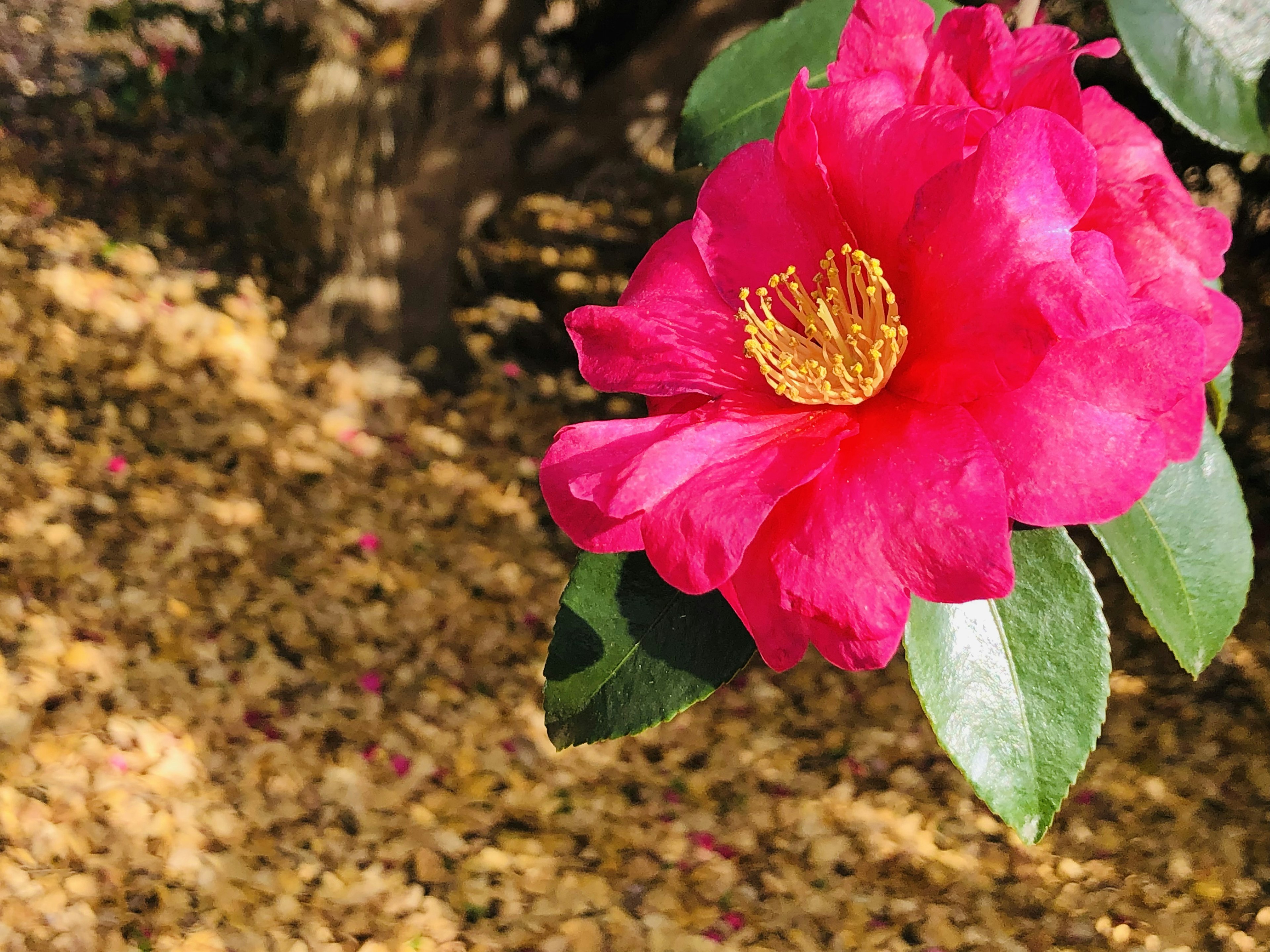 鮮やかなピンクの椿の花とその緑の葉