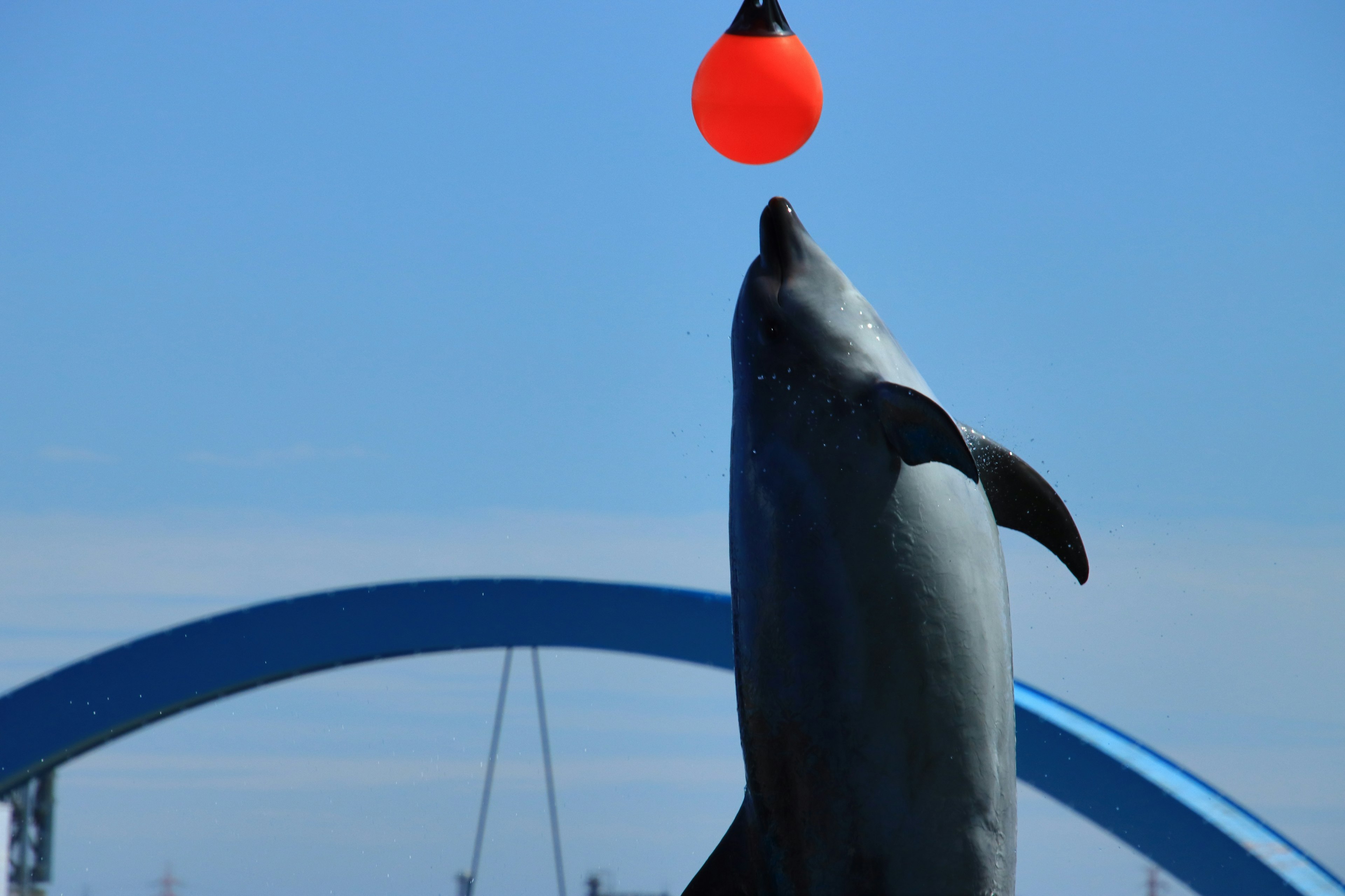 Delfino che salta per prendere una palla rossa