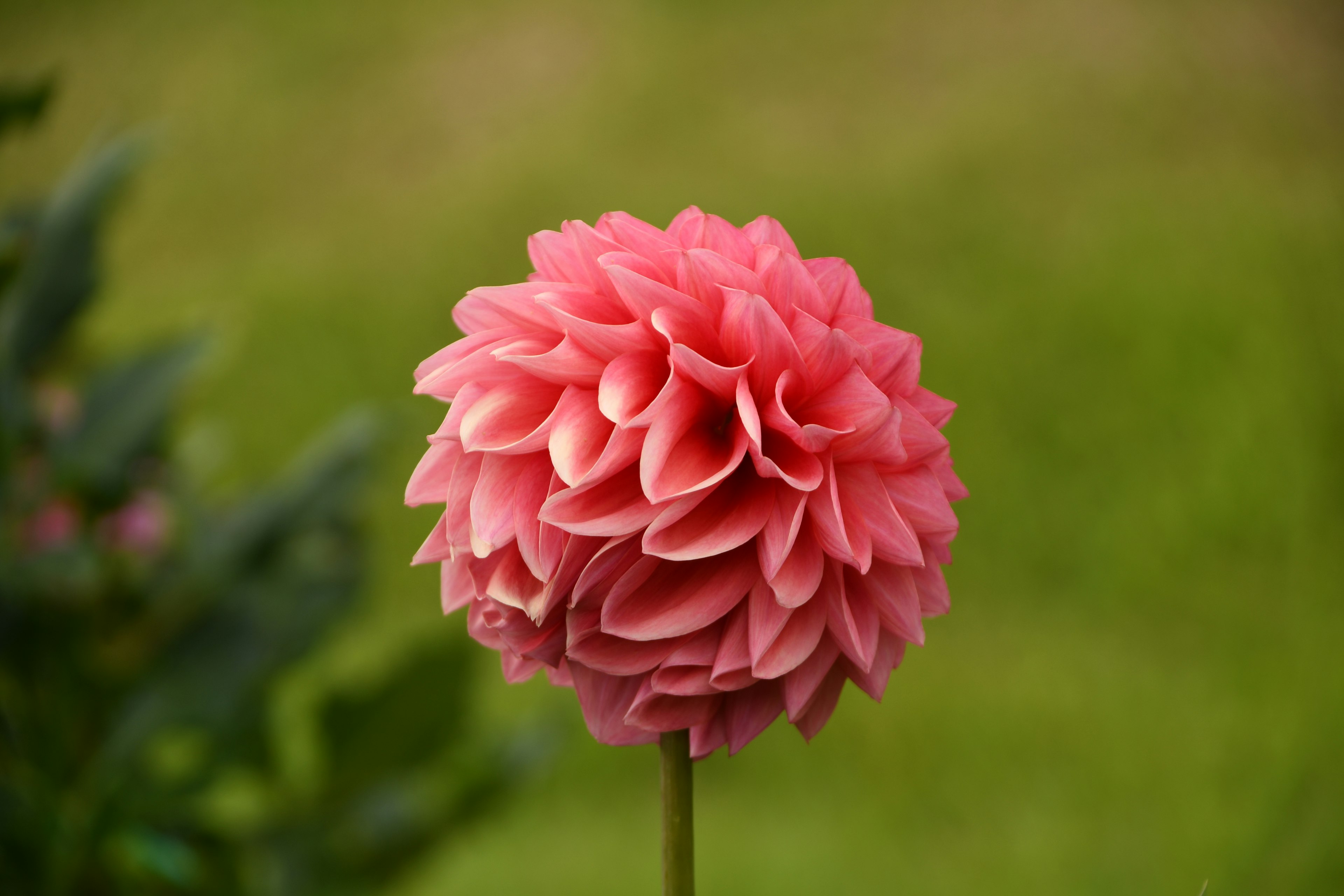 ピンクのダリアの花が緑の背景に映える