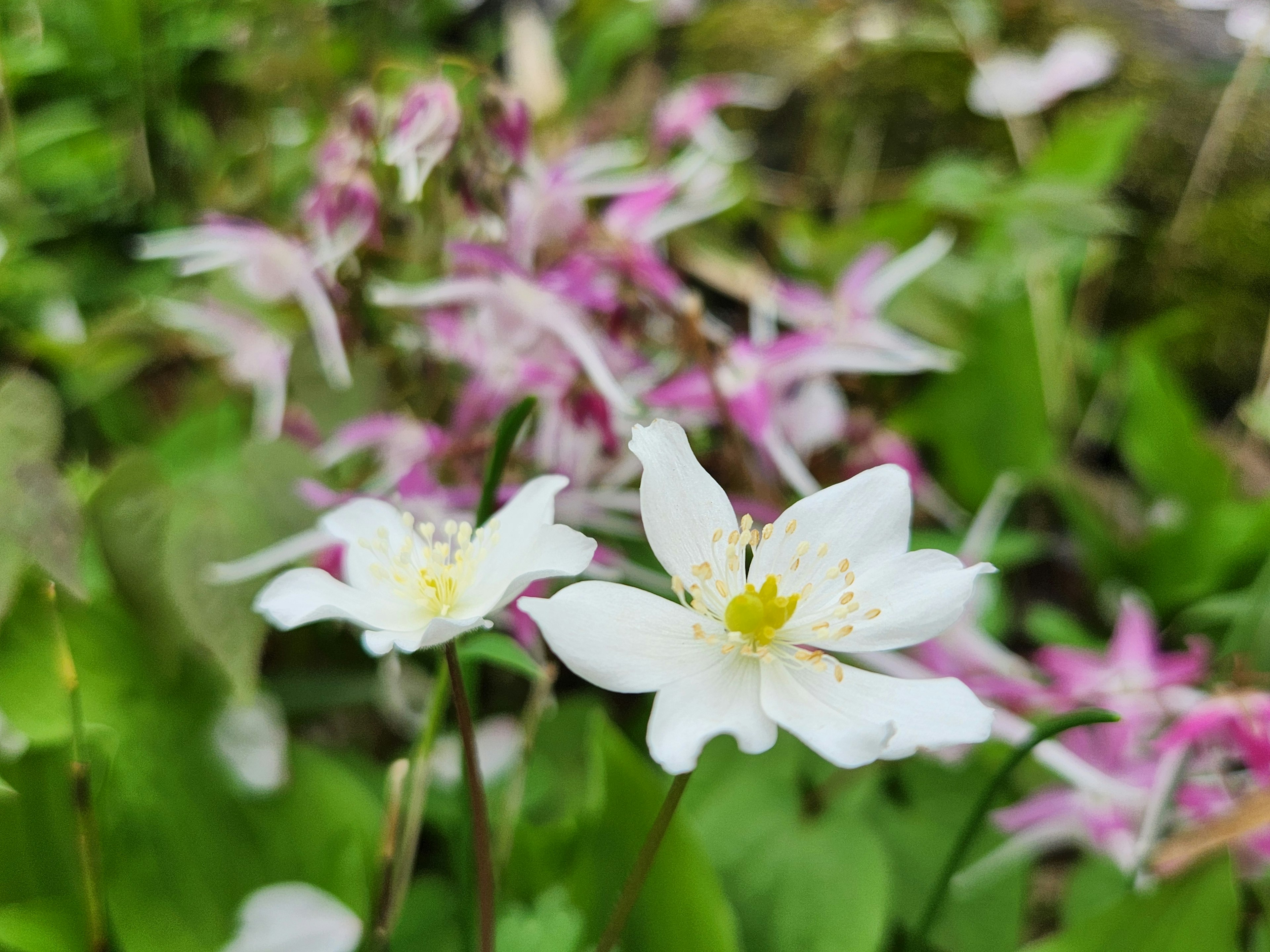 Weiße und rosa Blumen blühen vor grünem Hintergrund