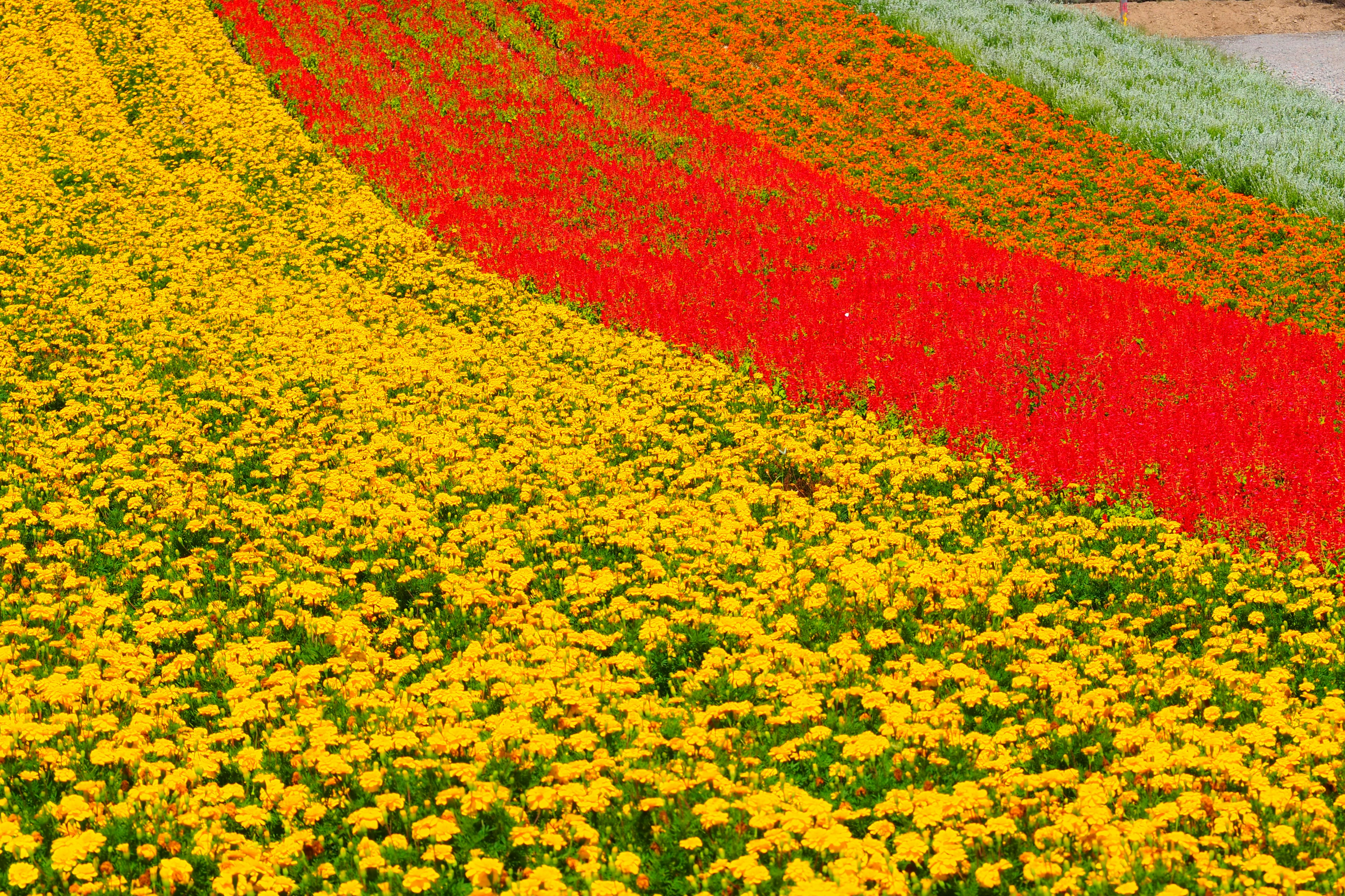 Campo de flores vibrantes con filas de flores amarillas rojas y naranjas