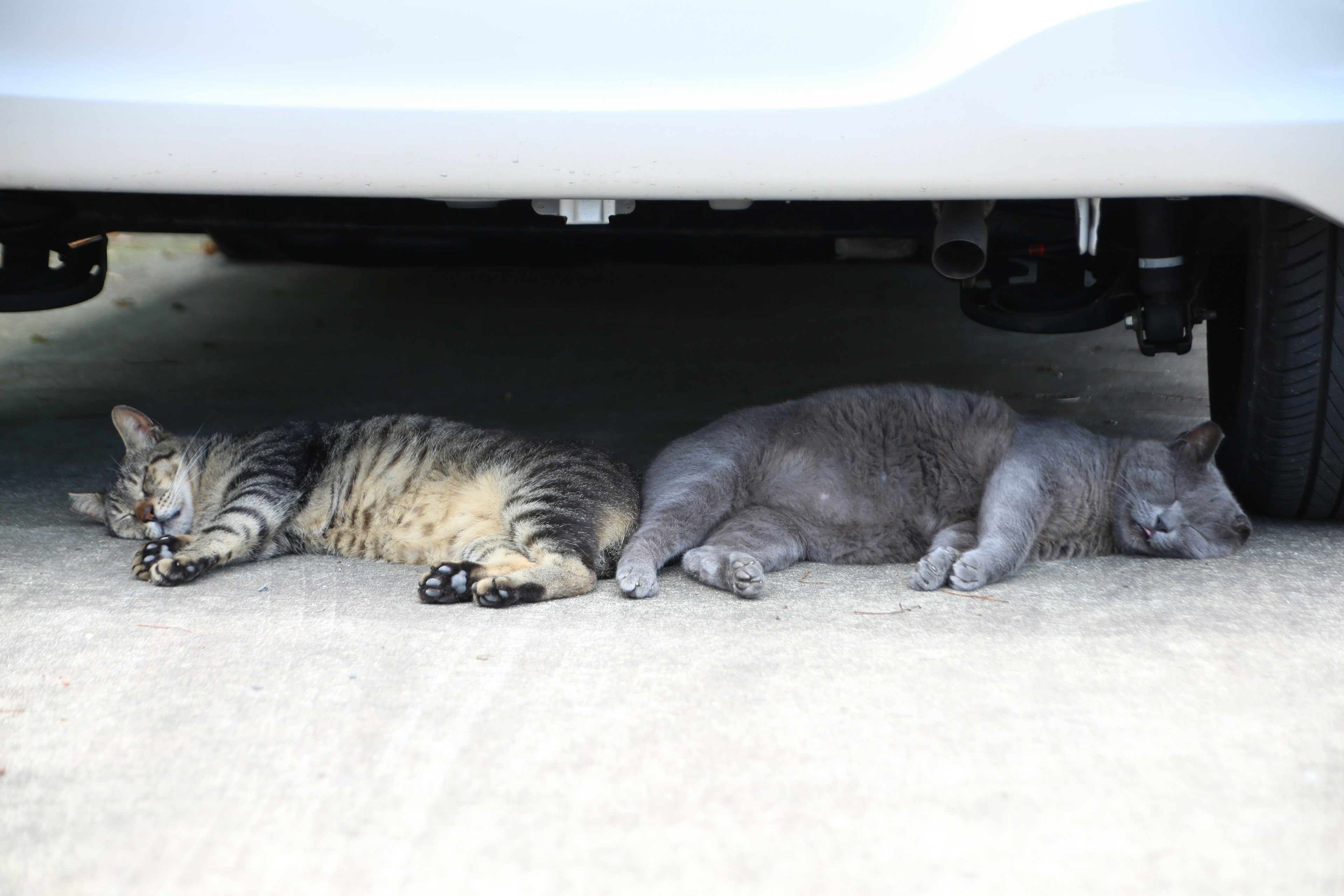 Dos gatos durmiendo debajo de un coche