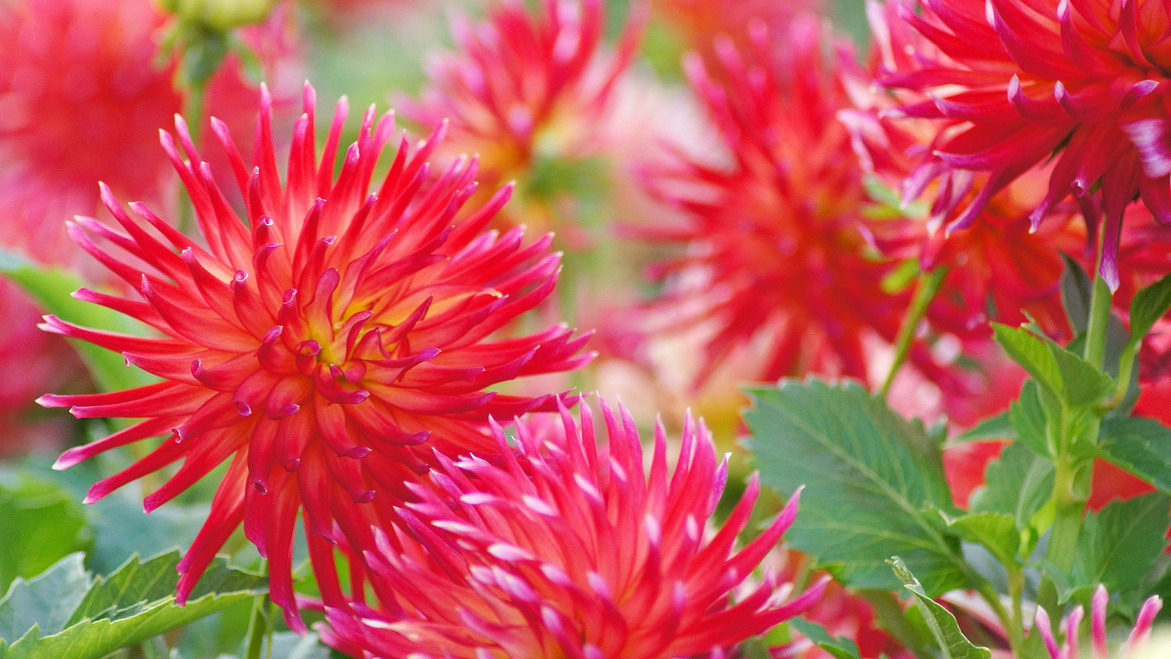 Primo piano di vivaci dalie rosse in un giardino