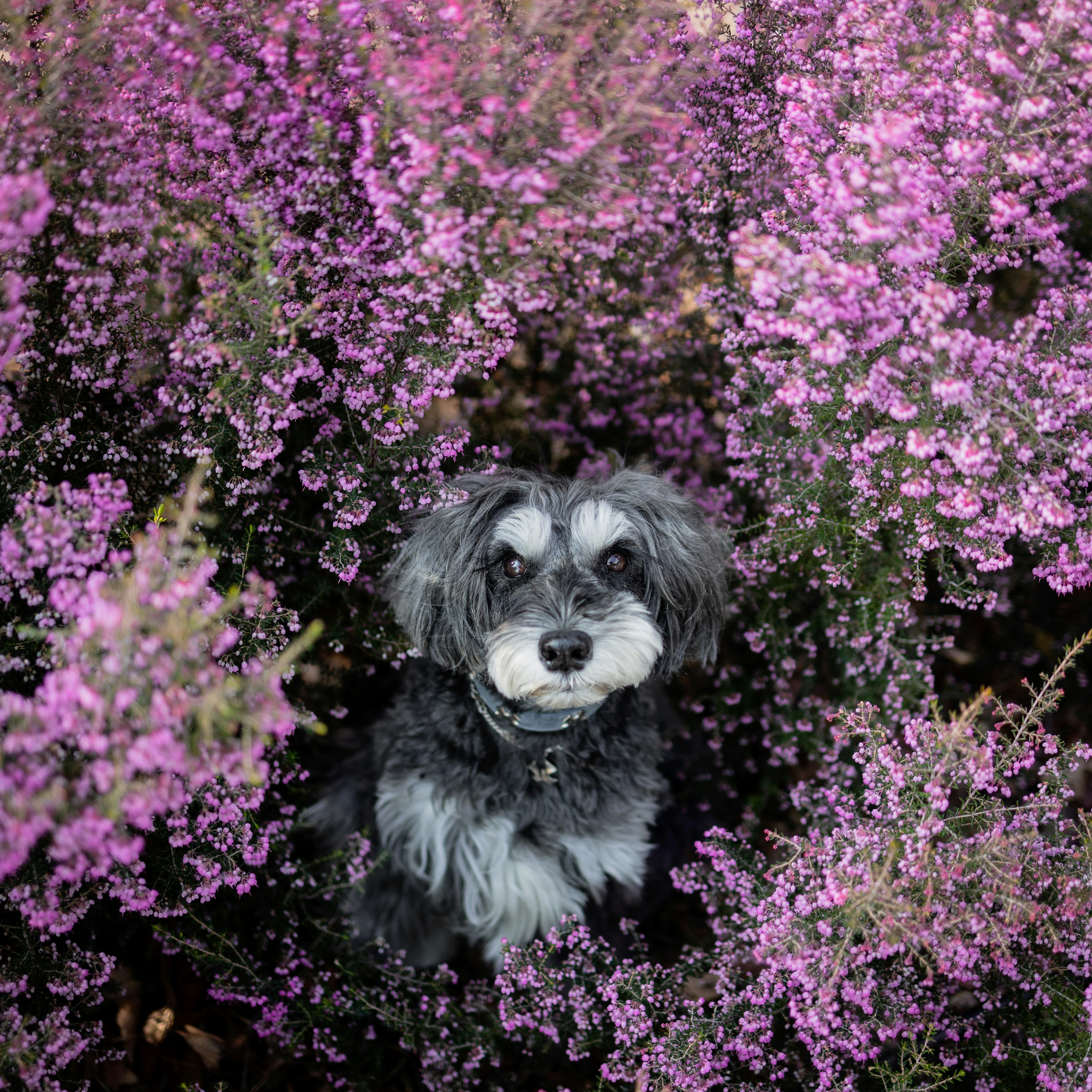 Un petit chien mignon entouré de fleurs violettes