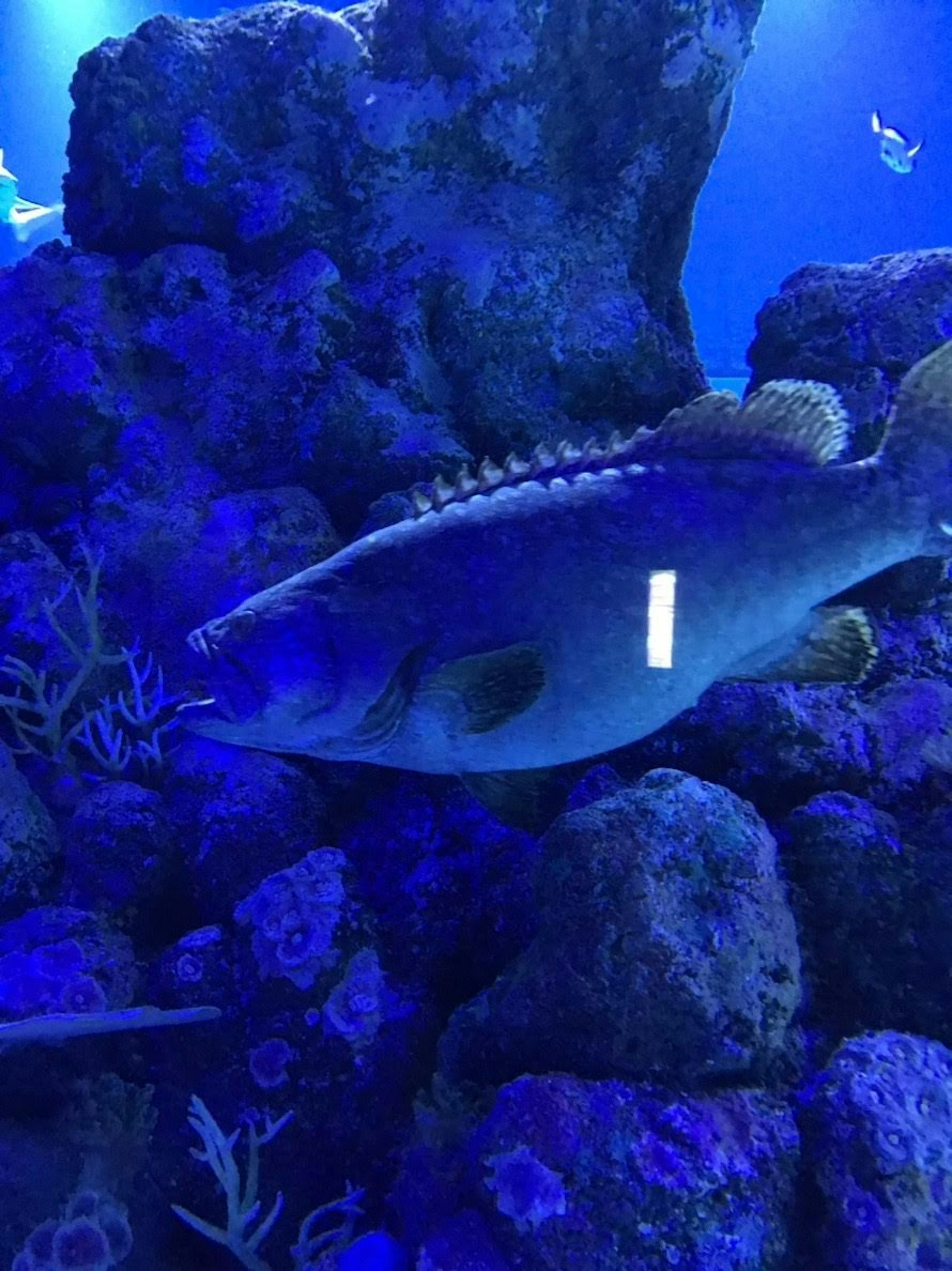 Pez nadando entre rocas en un entorno submarino azul