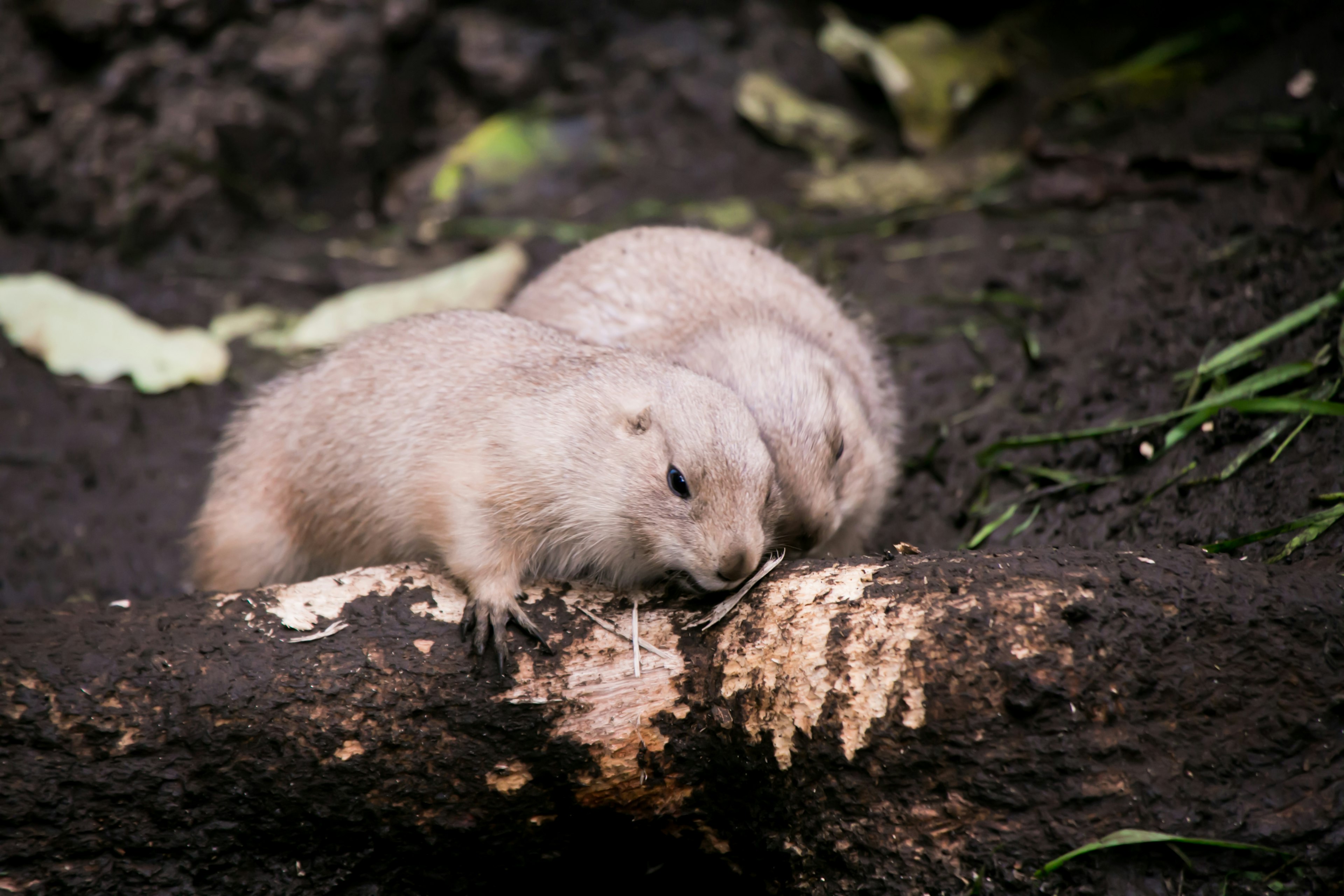 Deux chiens de prairie blottis sur le sol avec une bûche à proximité