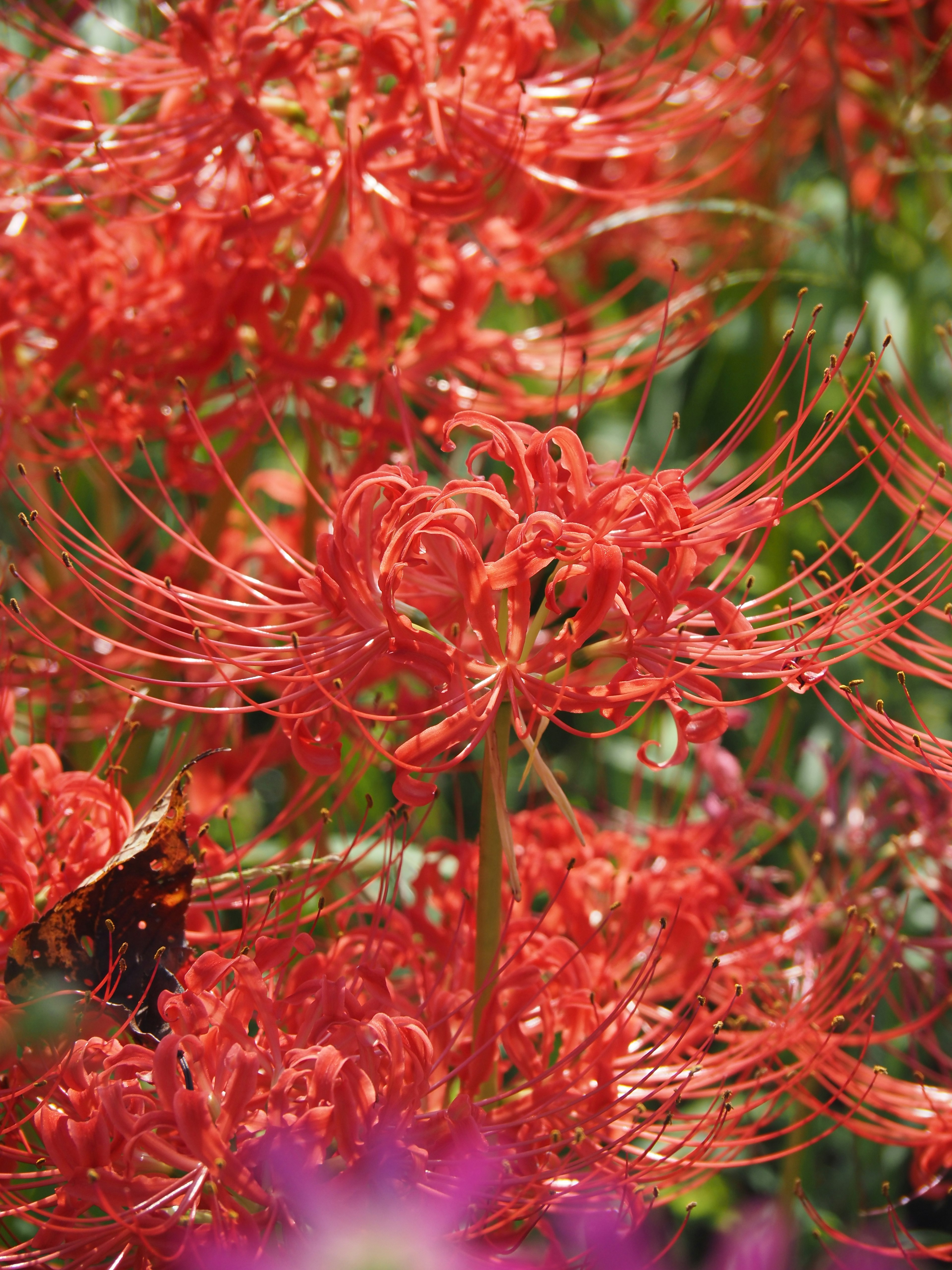 Lirios araña rojos vibrantes floreciendo en una hermosa escena