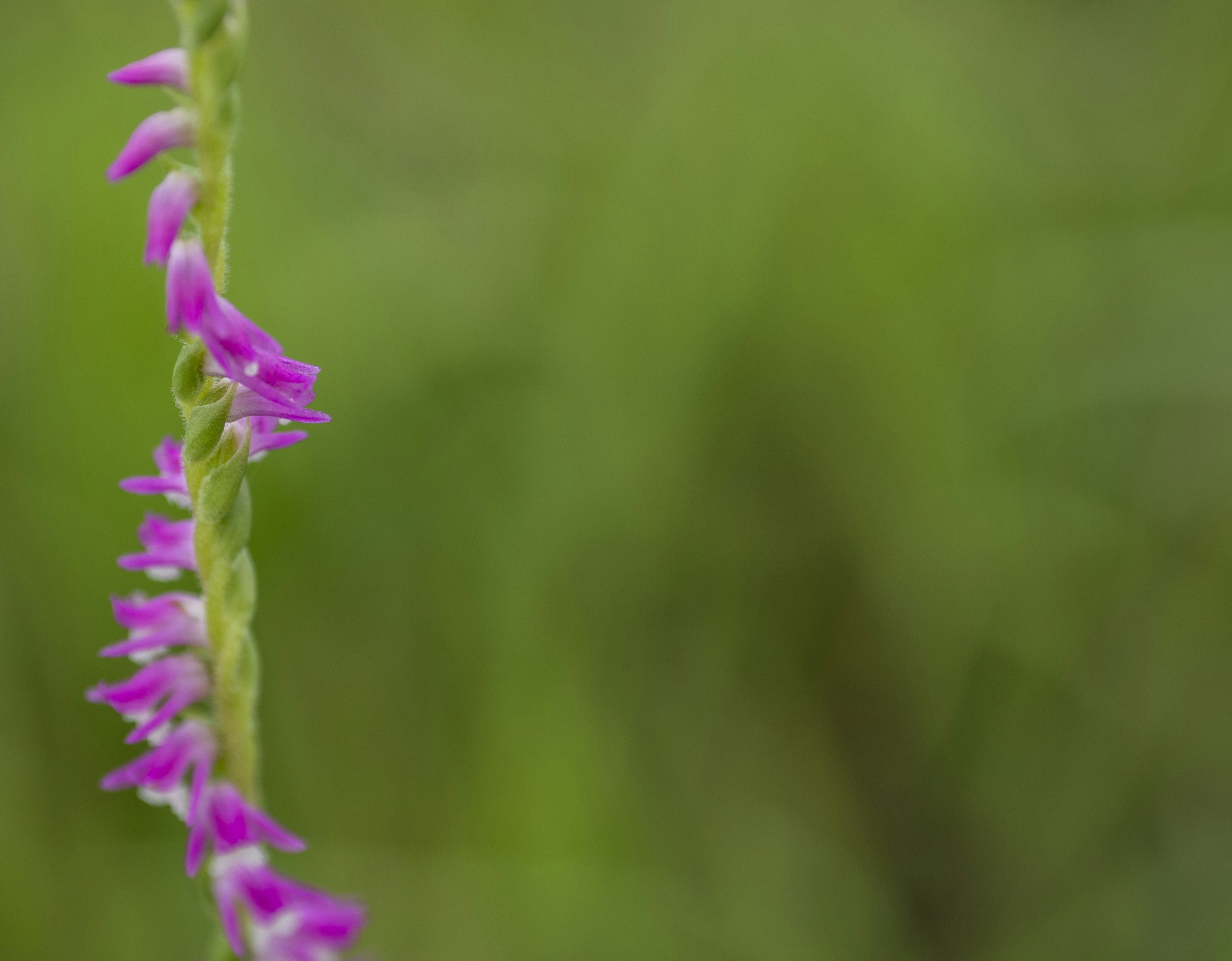 Lila Blumen blühen vor einem grünen Hintergrund