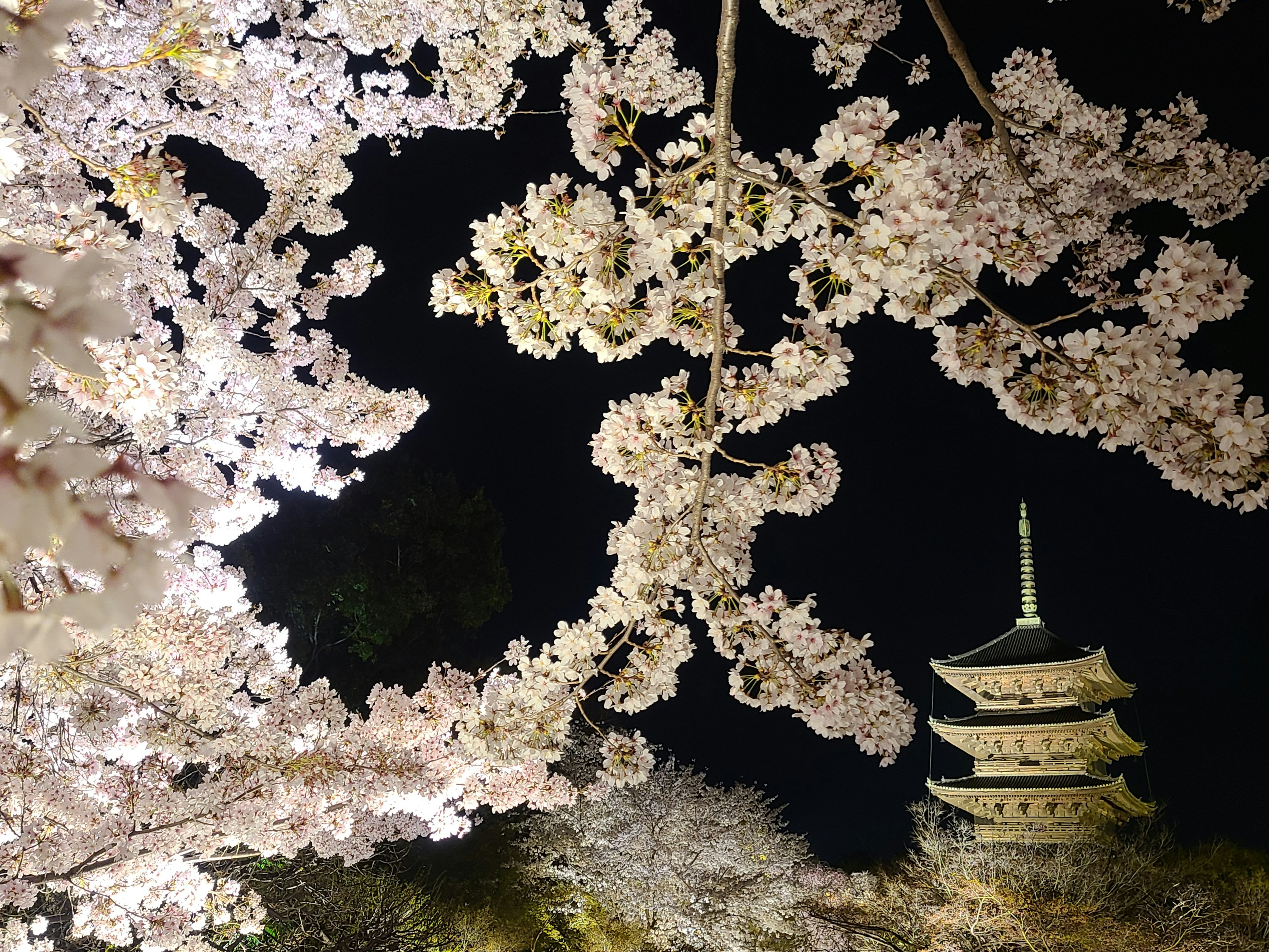 Vue nocturne magnifique des cerisiers et d'une pagode