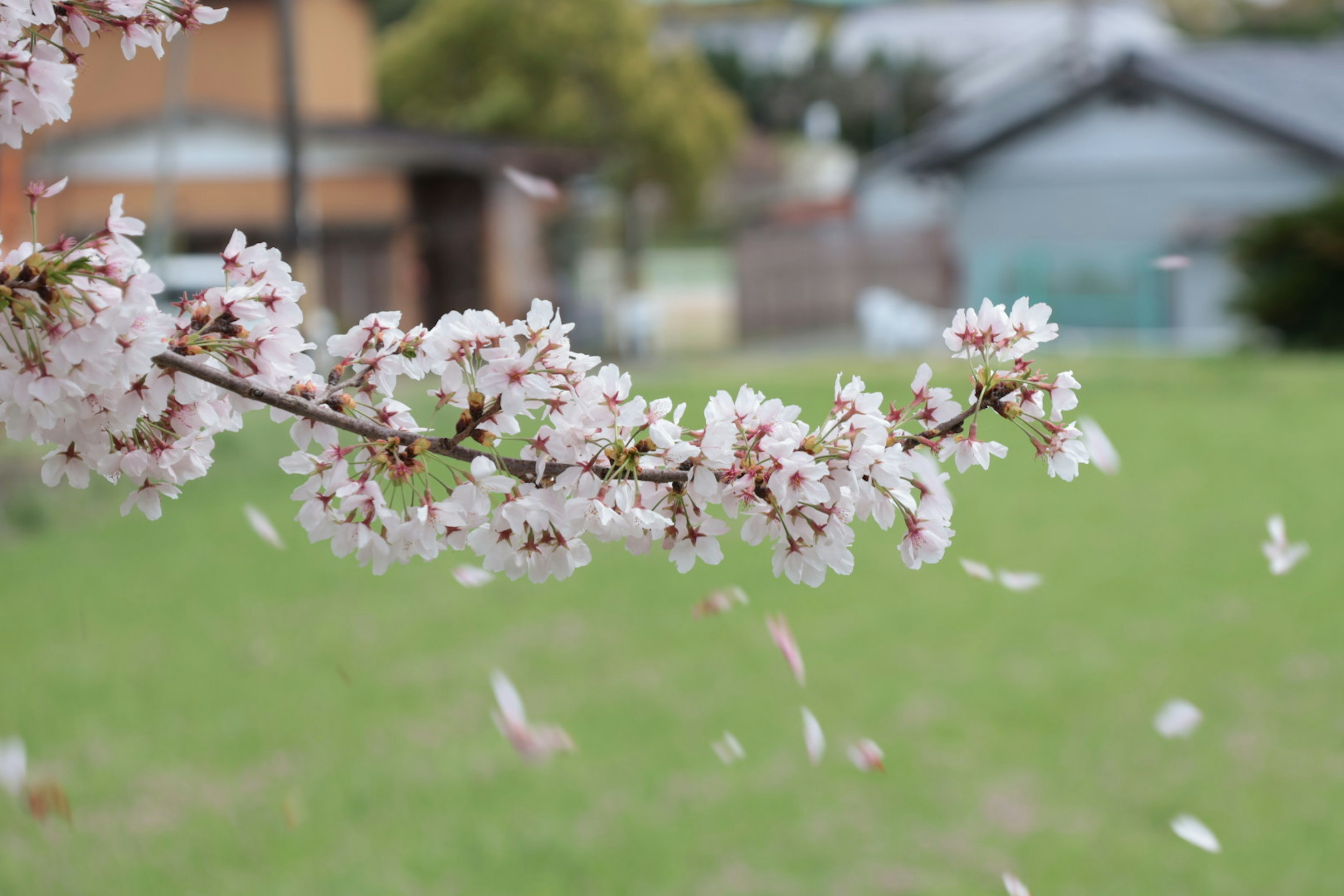 桜の花が咲いている枝と散る花びらの風景